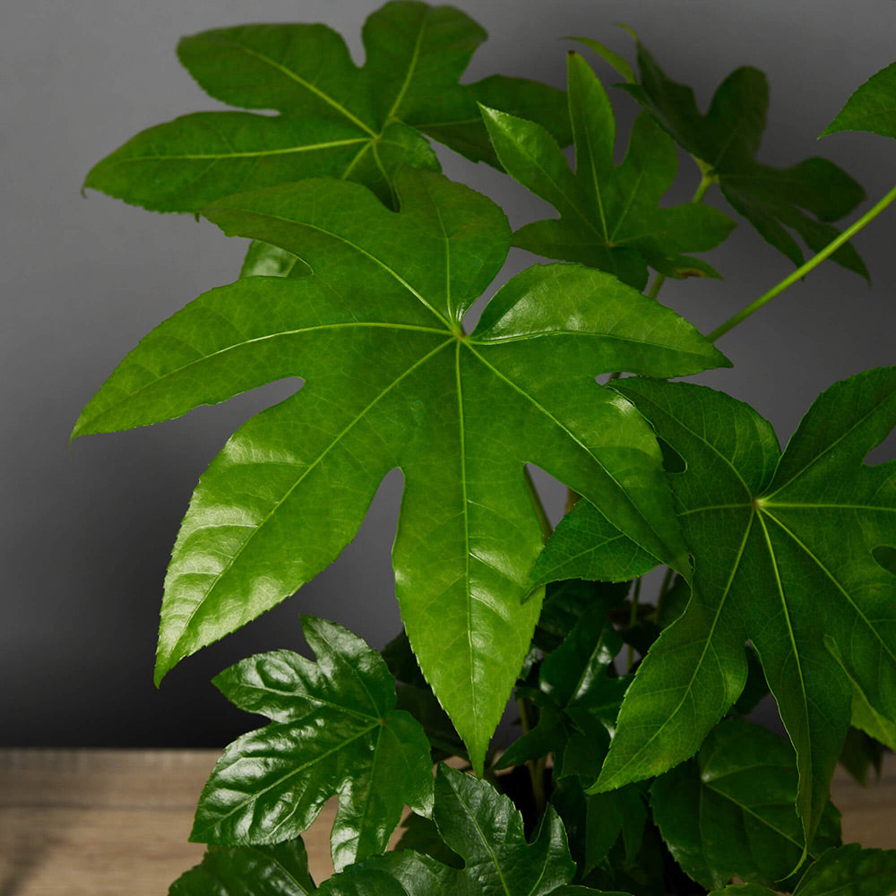 Plante, Planta Aralia, californiaflowers.mom