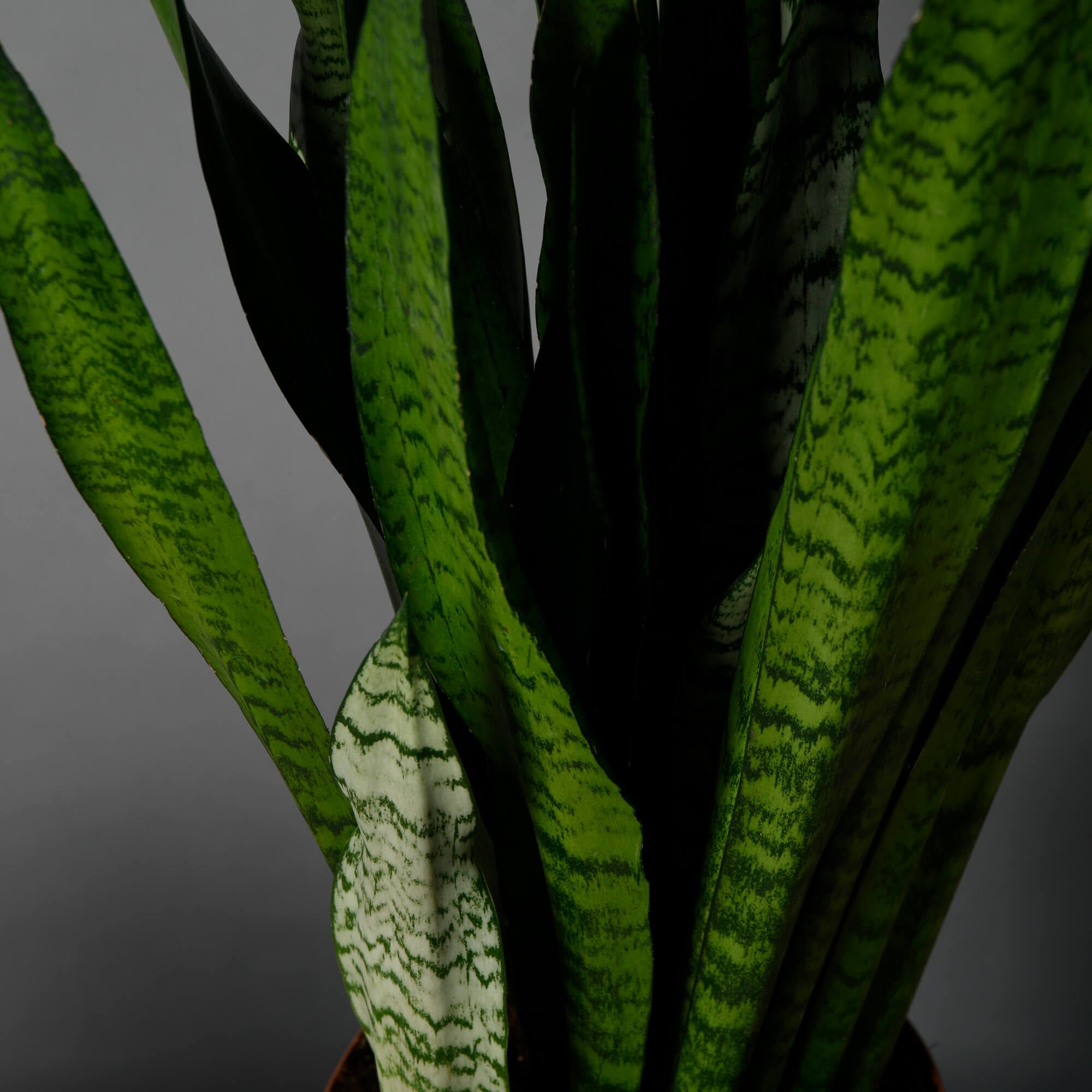 Produse, Sanseviera, californiaflowers.mom