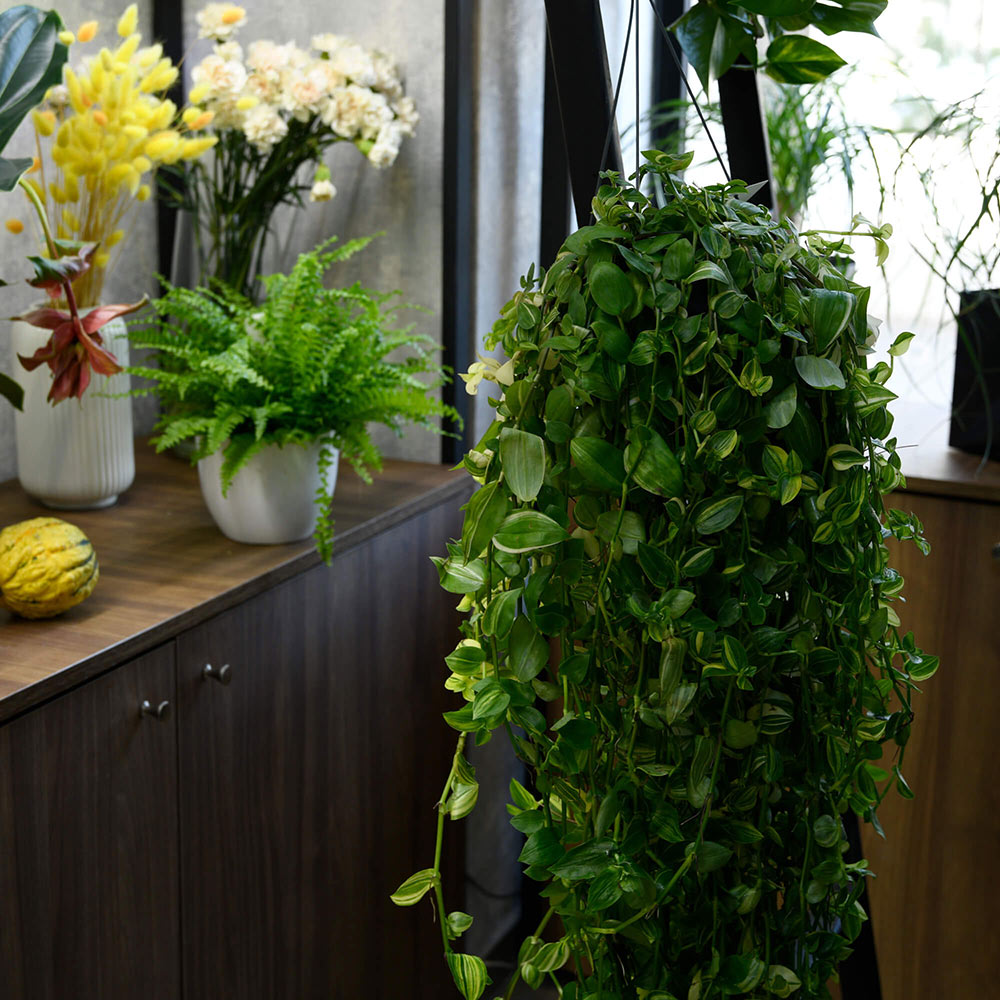 Produse, Planta Hedera, californiaflowers.mom