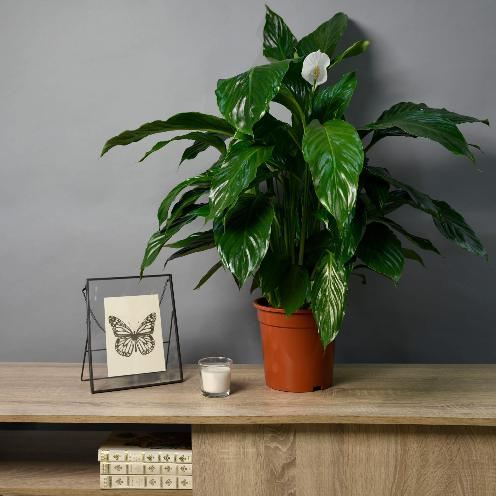 Planta Spathiphyllum, 3, californiaflowers.mom