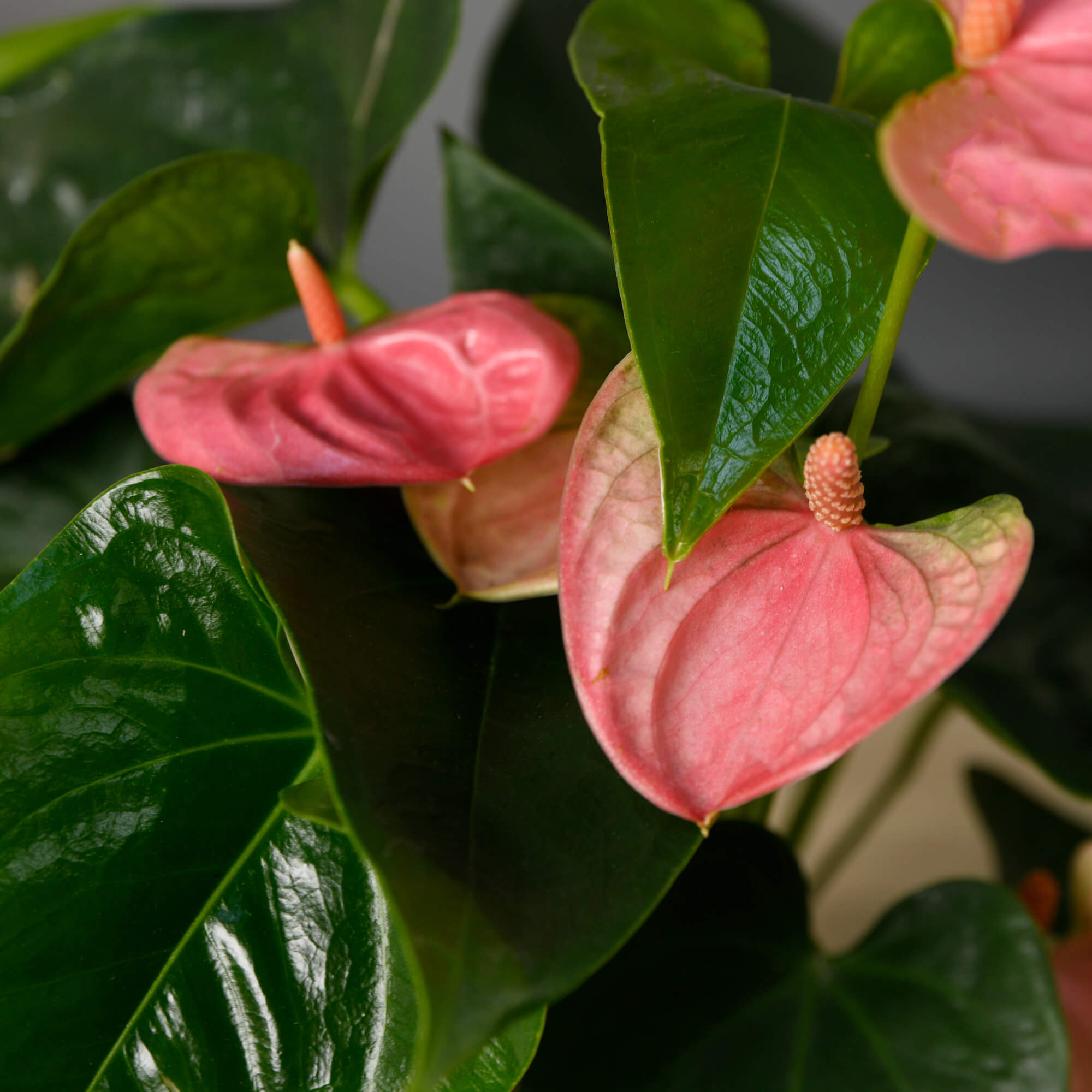 Planta Anthurium roz S, 3, californiaflowers.mom