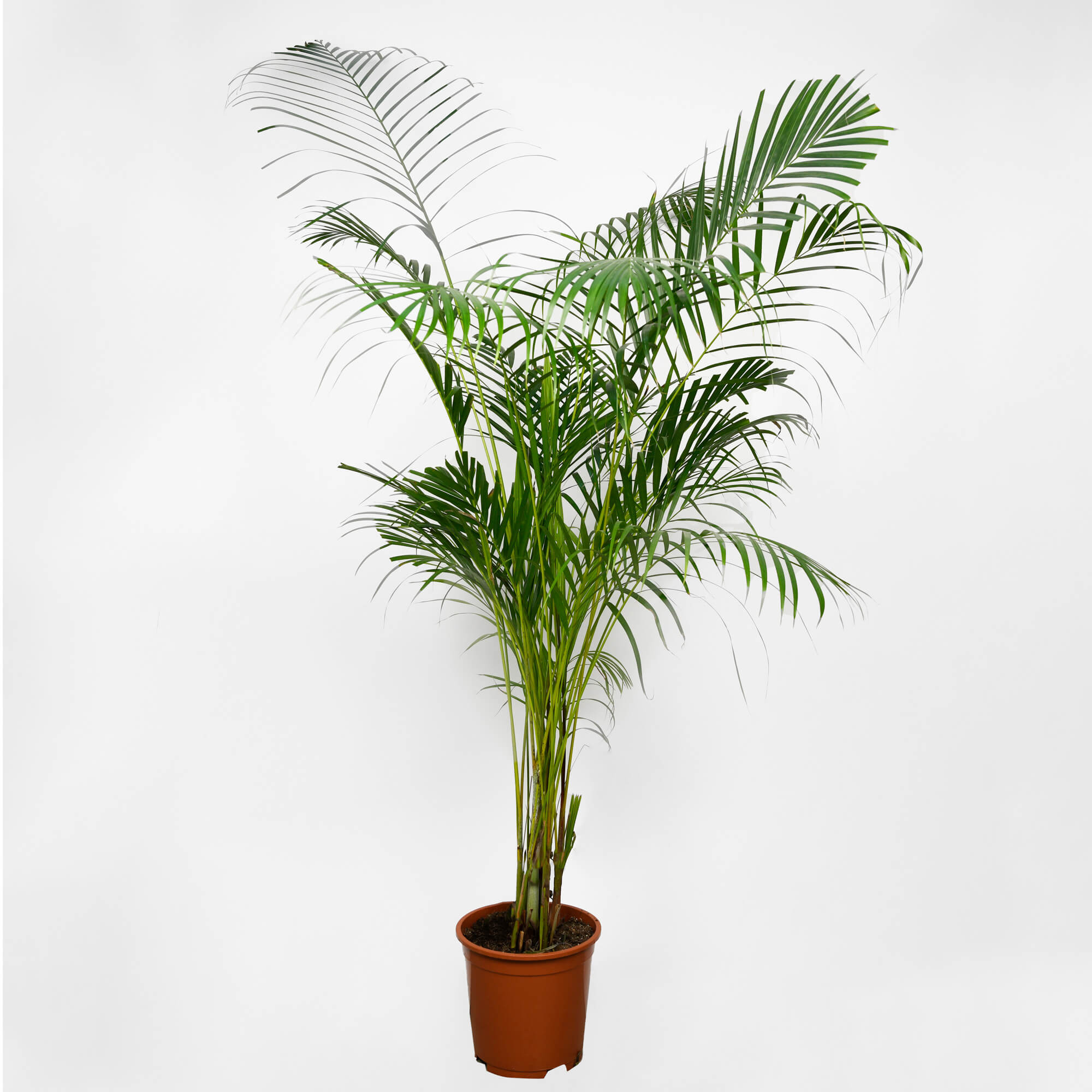 Plante, Planta Phoenix, californiaflowers.mom