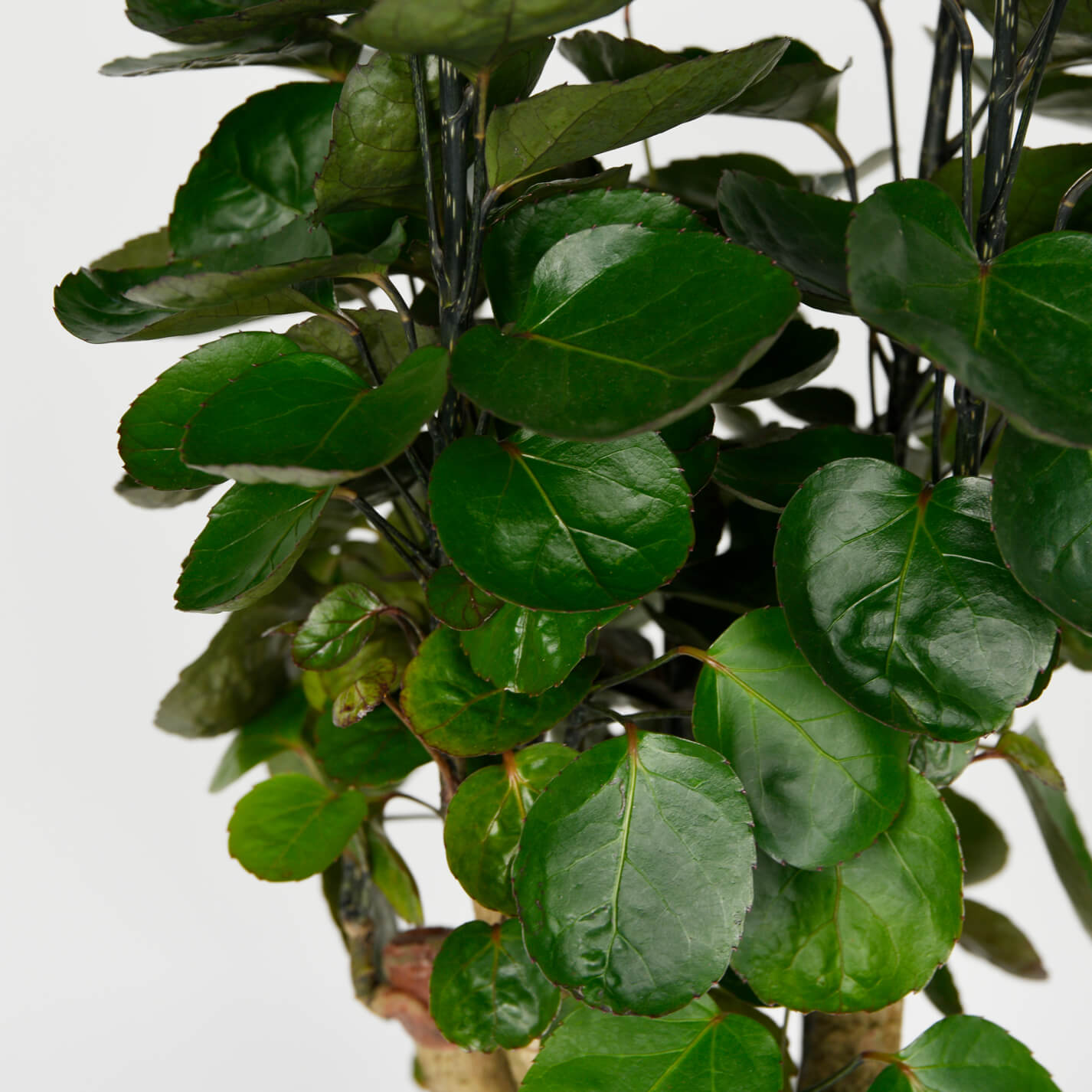 Produse, Planta Polyscias Fabian, californiaflowers.mom
