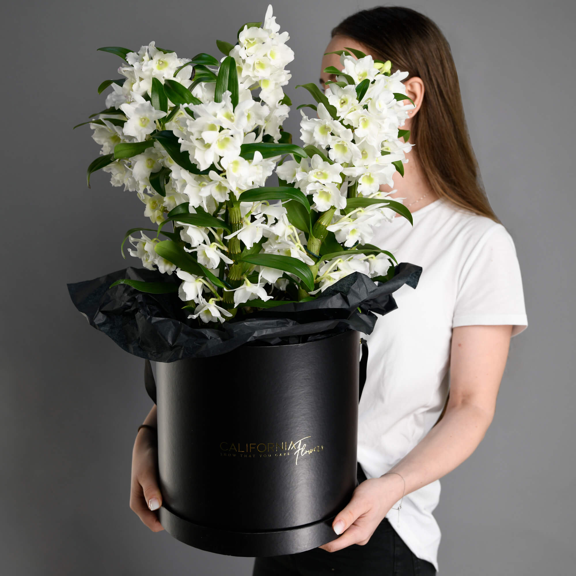 Plante, Cutie cu Orhidee Dendrobium, californiaflowers.mom
