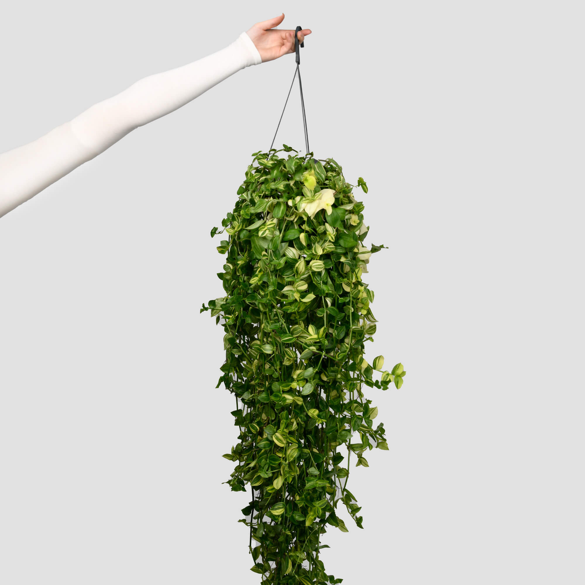 Produse, Planta Hedera, californiaflowers.mom