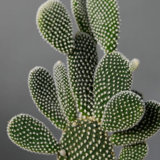 Produse, Cactus Opuntia Albispina, californiaflowers.mom