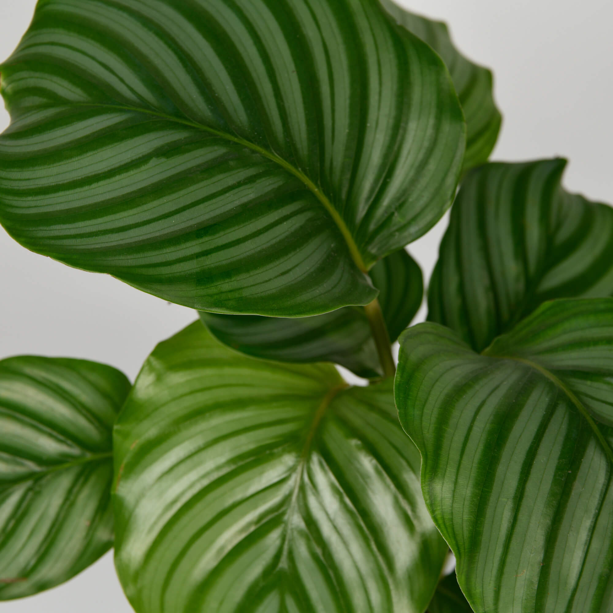 Plante, Planta Calathea Orbifolia, californiaflowers.mom