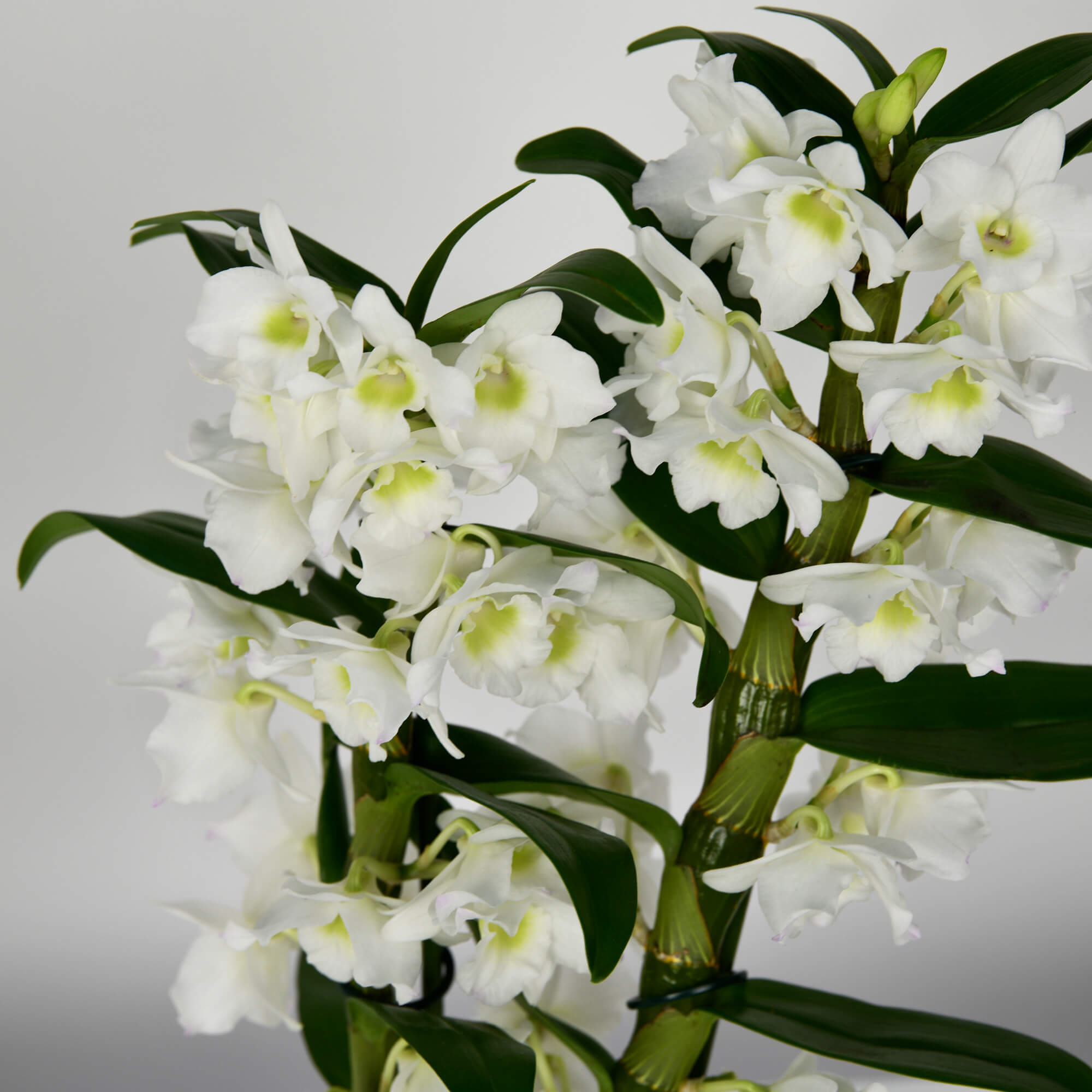 Plante, Orhidee Dendrobium Alba, californiaflowers.mom
