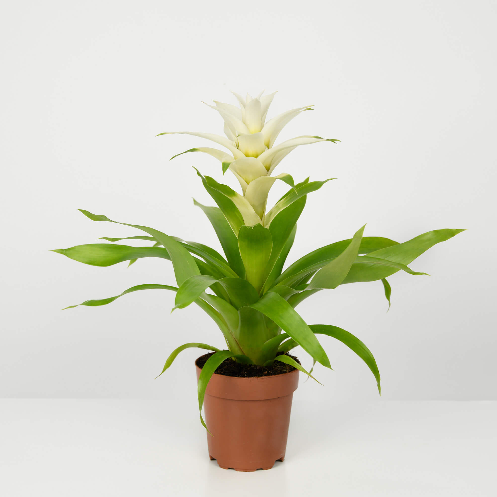 Planta Guzmania Alba, 1, californiaflowers.mom