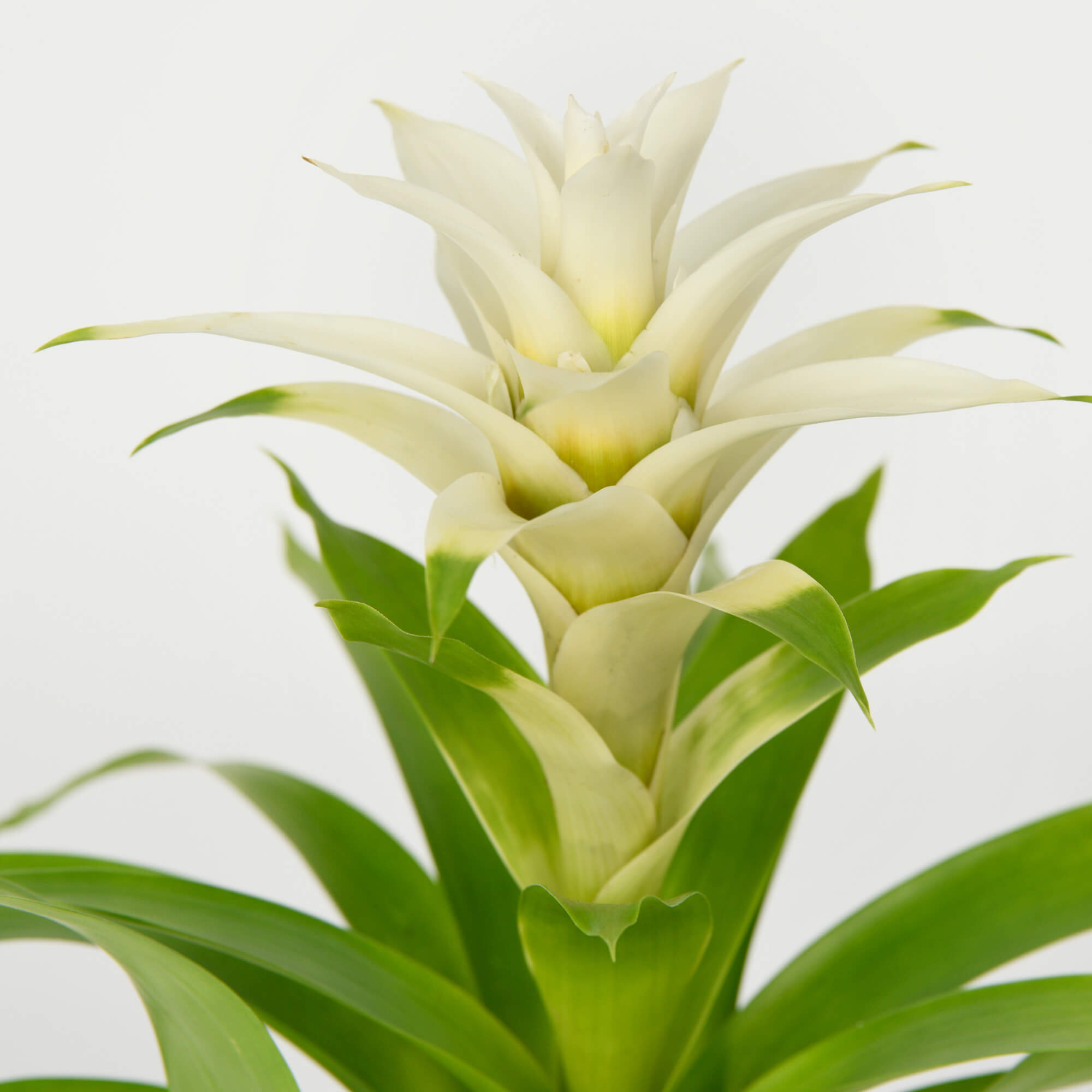 Planta Guzmania Alba, 2, californiaflowers.mom
