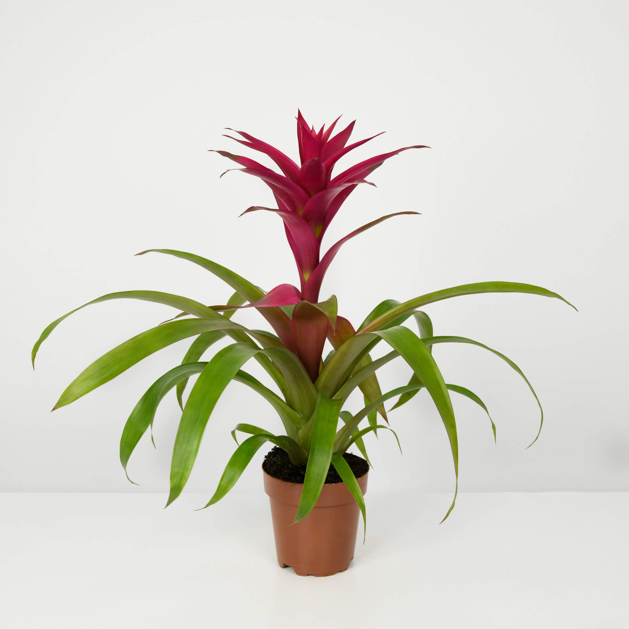 Produse, Planta Guzmania Roz, californiaflowers.mom