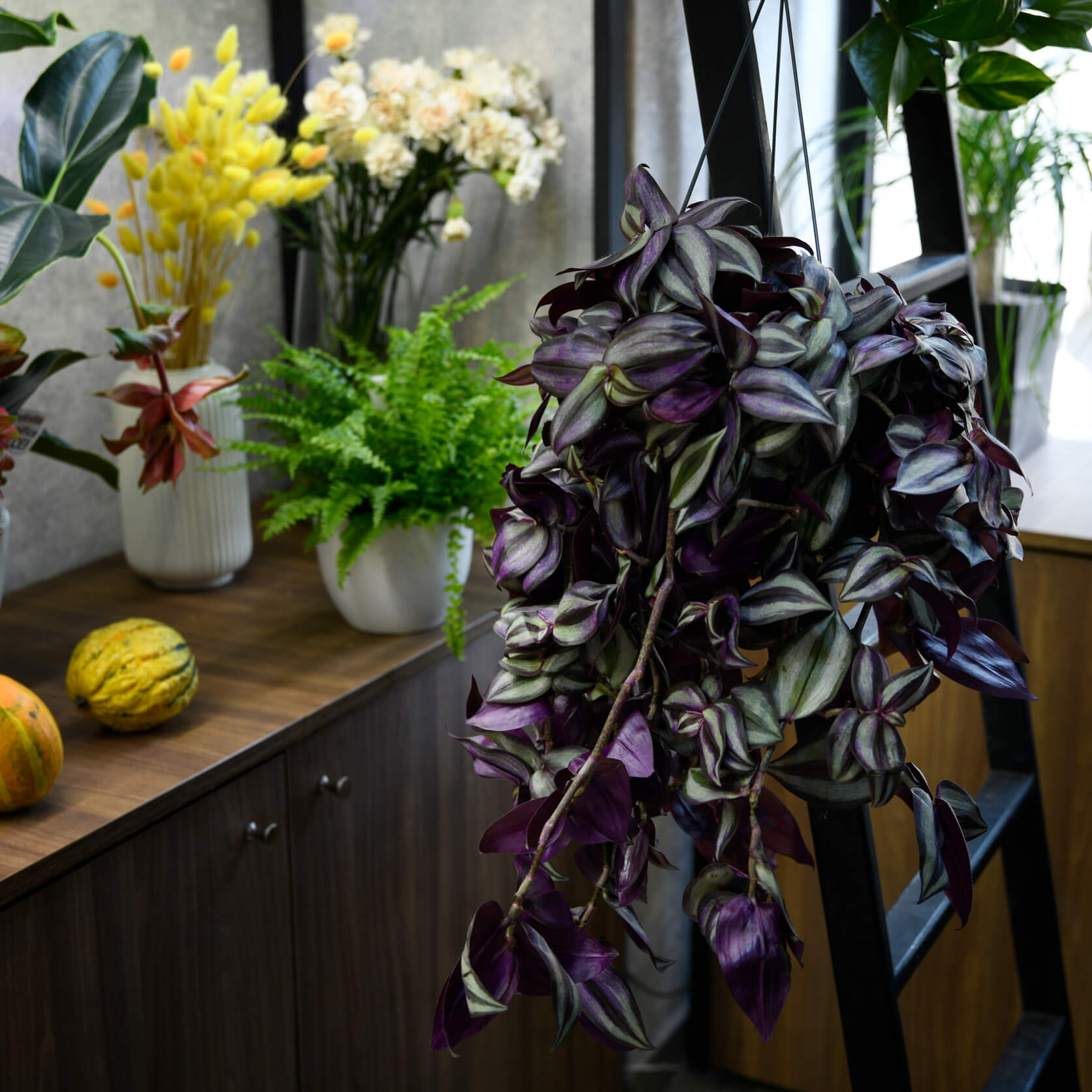 Produse, Planta Tradescantia, californiaflowers.mom