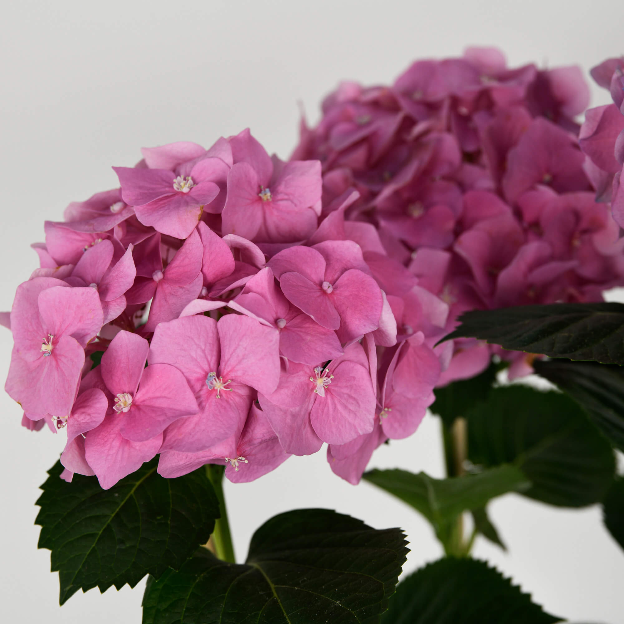 Plante, Hortensie roz la ghiveci, californiaflowers.mom