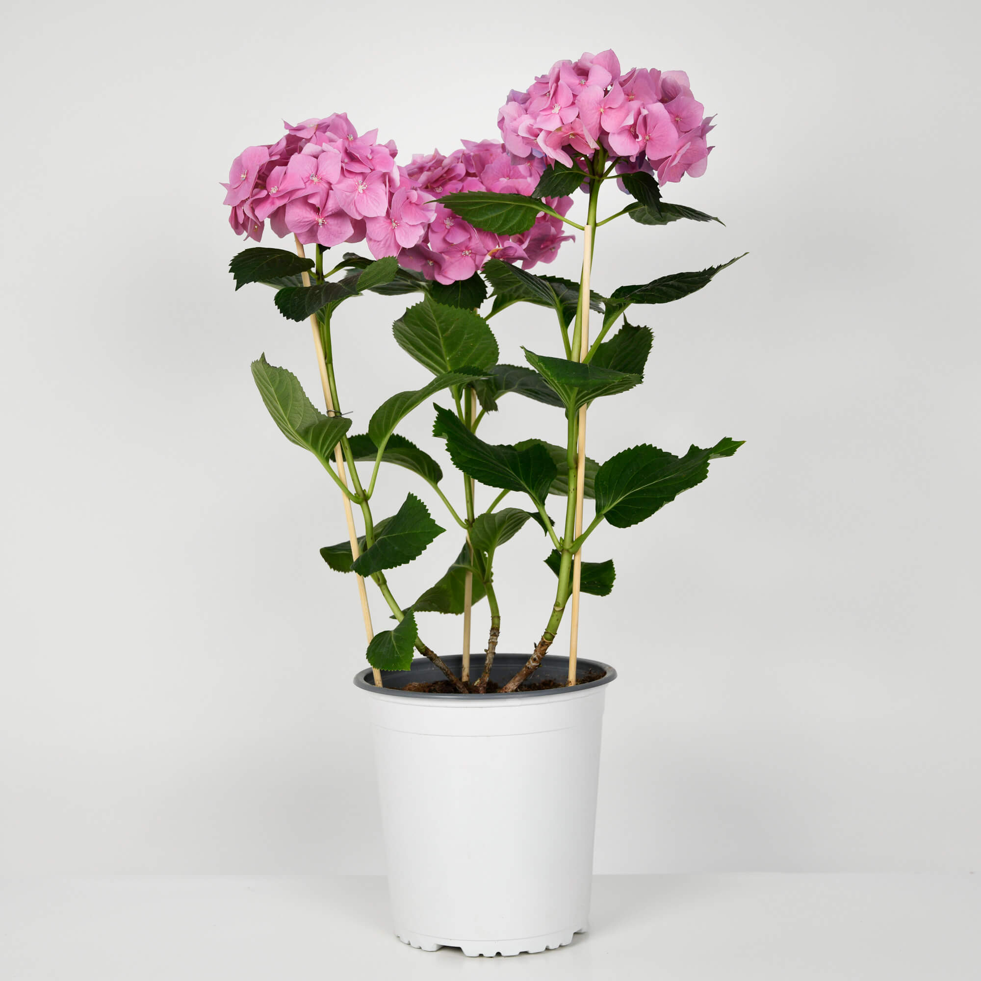 Plante, Hortensie roz la ghiveci, californiaflowers.mom