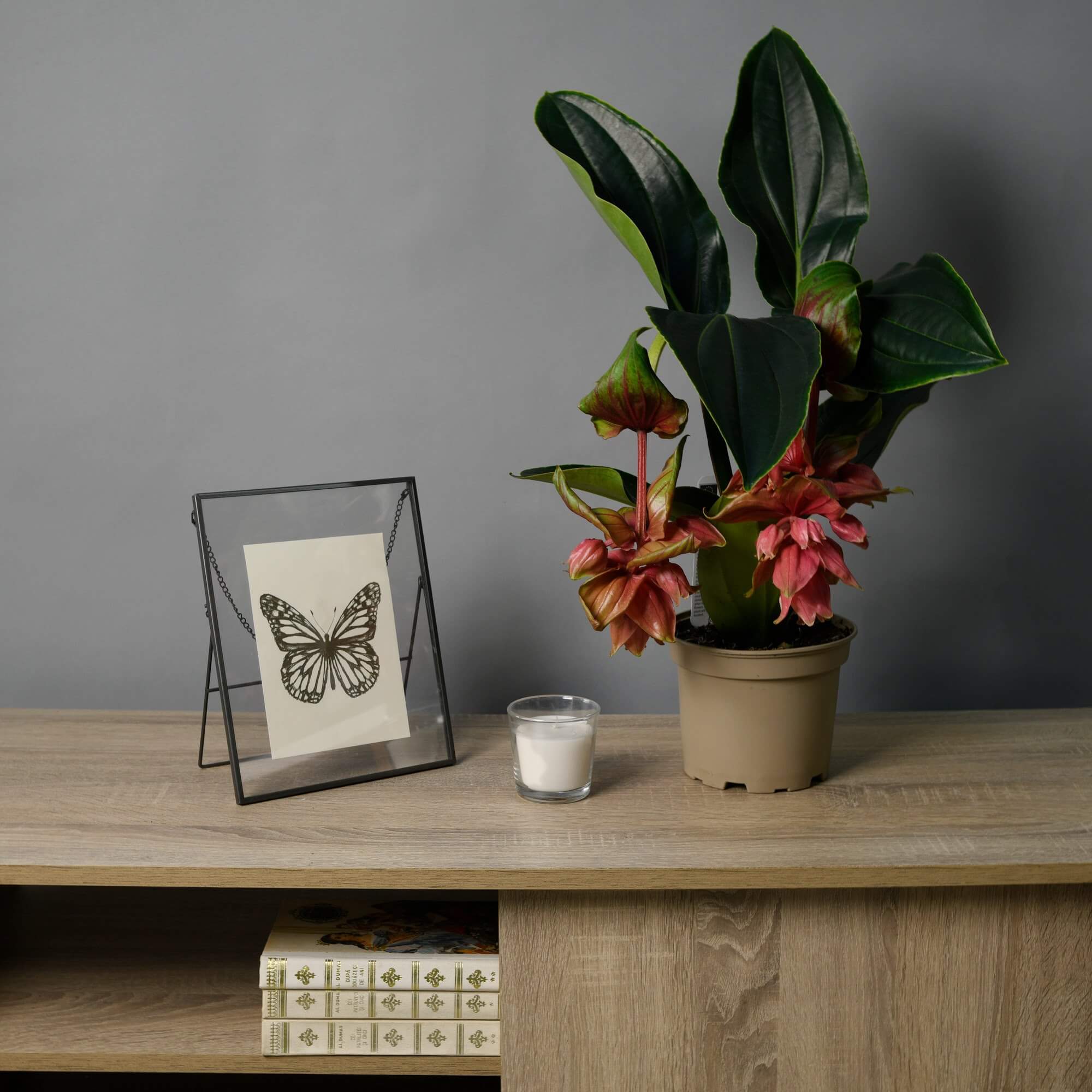 Planta Medinilla, 3, californiaflowers.mom