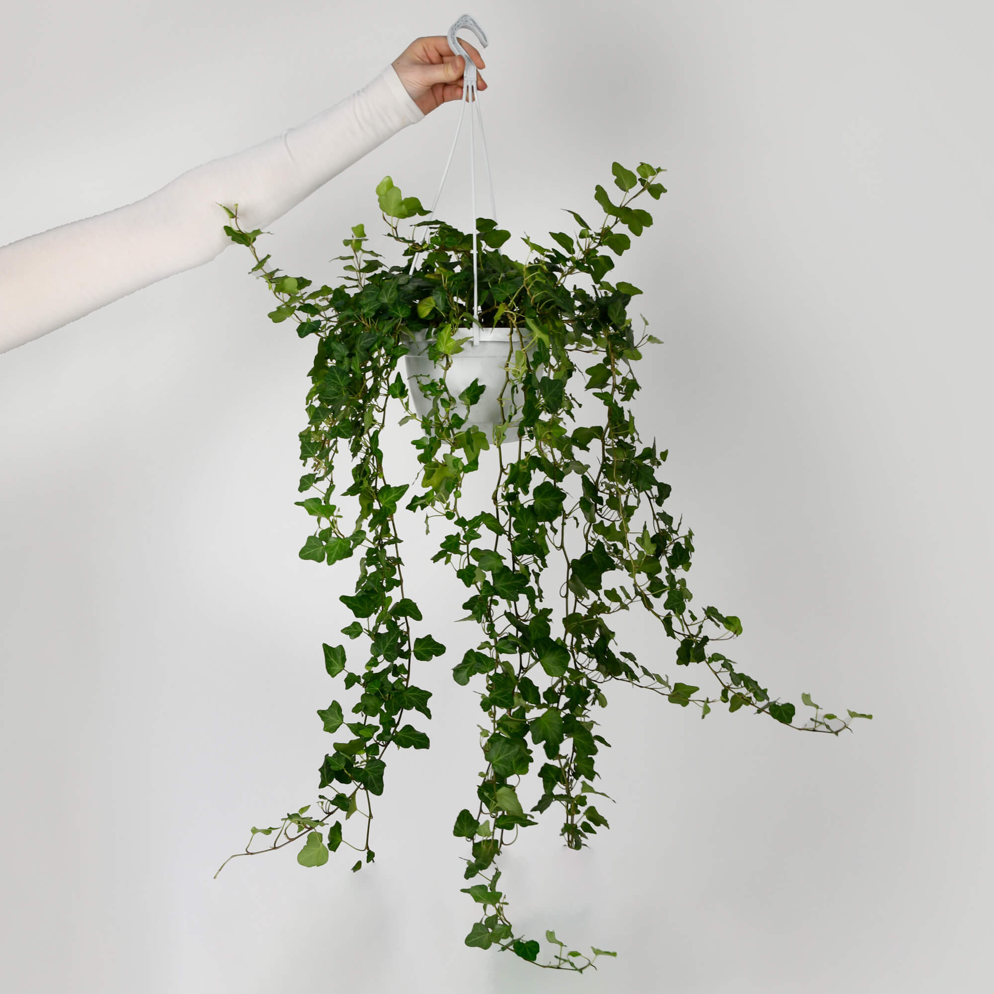 Produse, Iedera Hedera, californiaflowers.mom