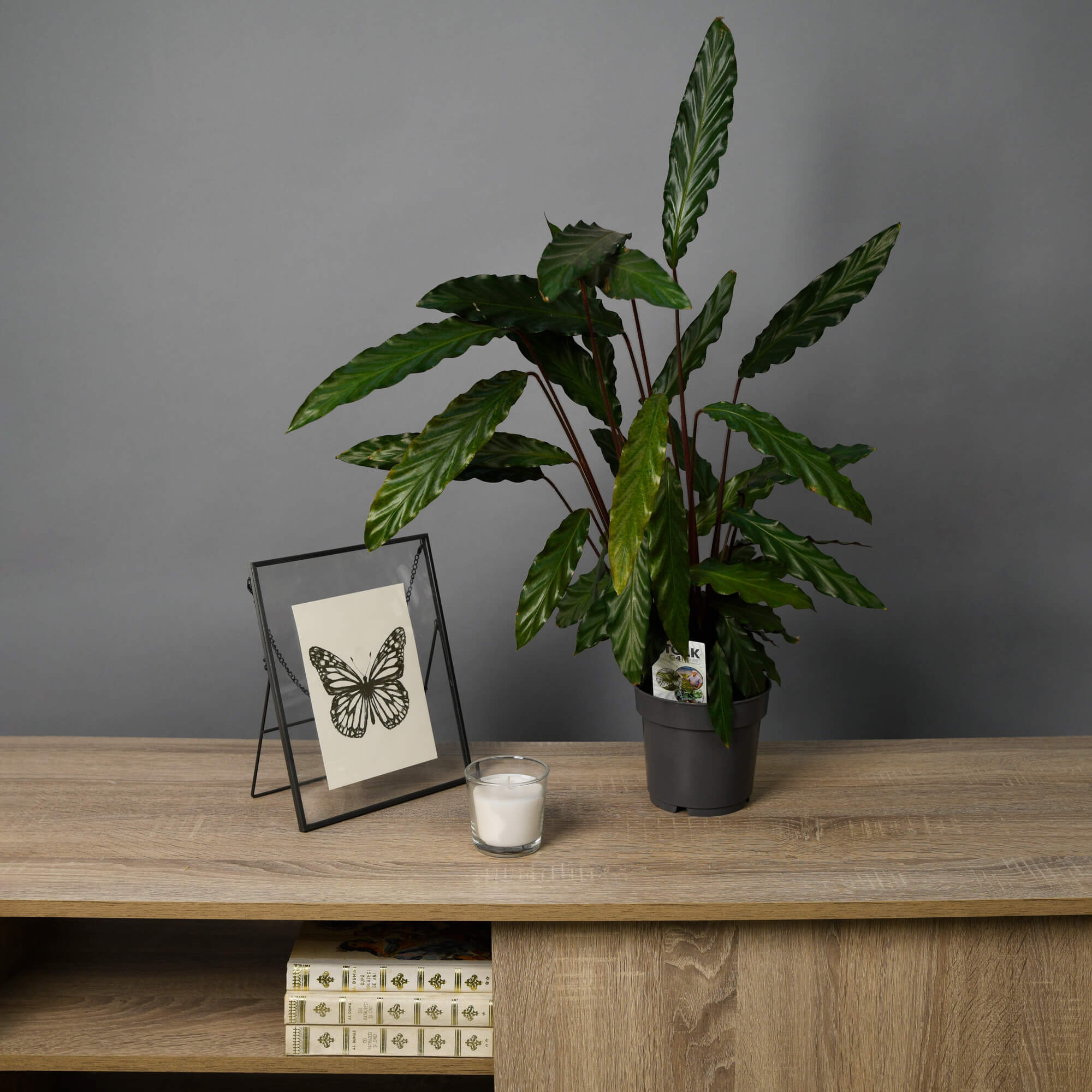 Planta Calathea, 3, californiaflowers.mom