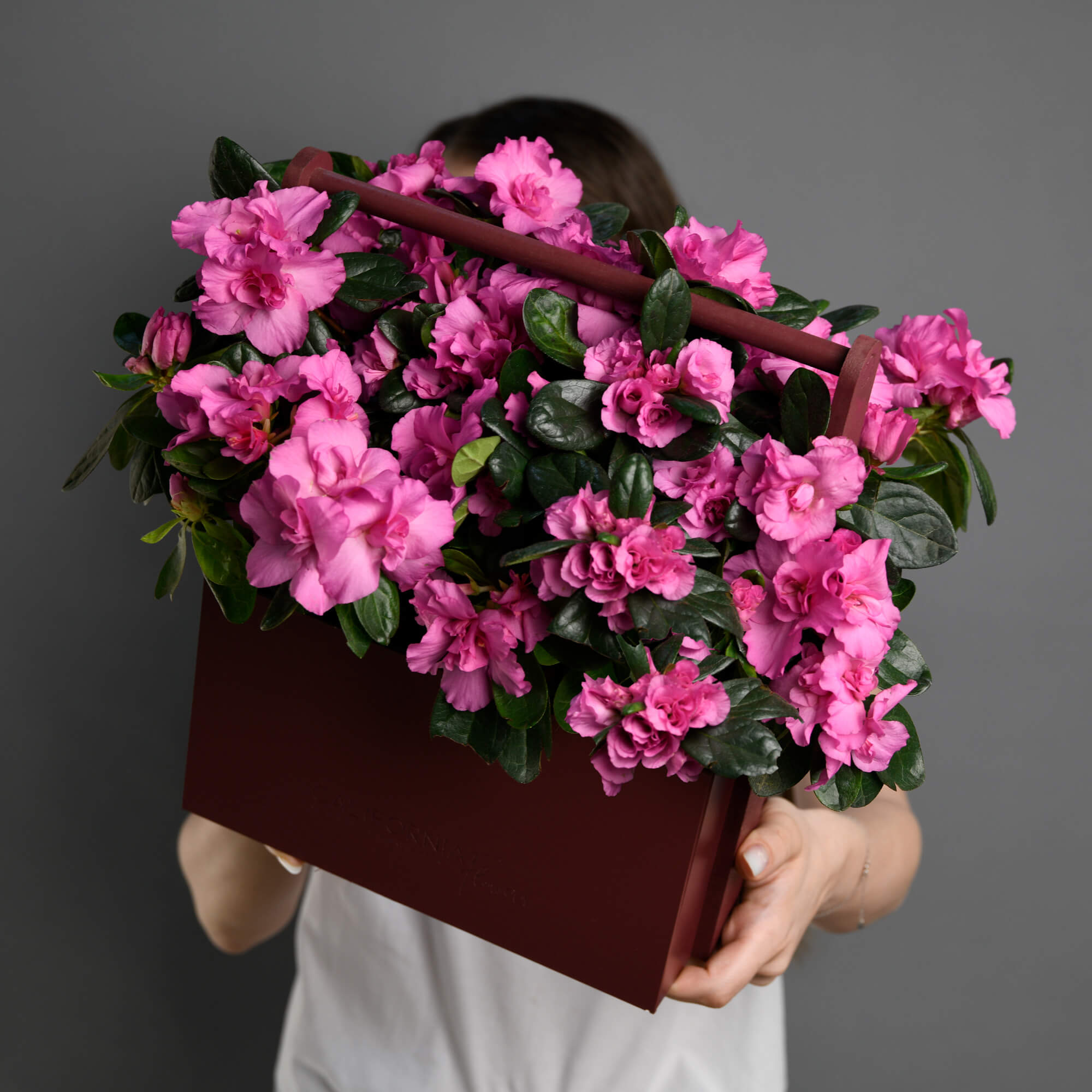 Plante, Cutie cu Azalee roz, californiaflowers.mom
