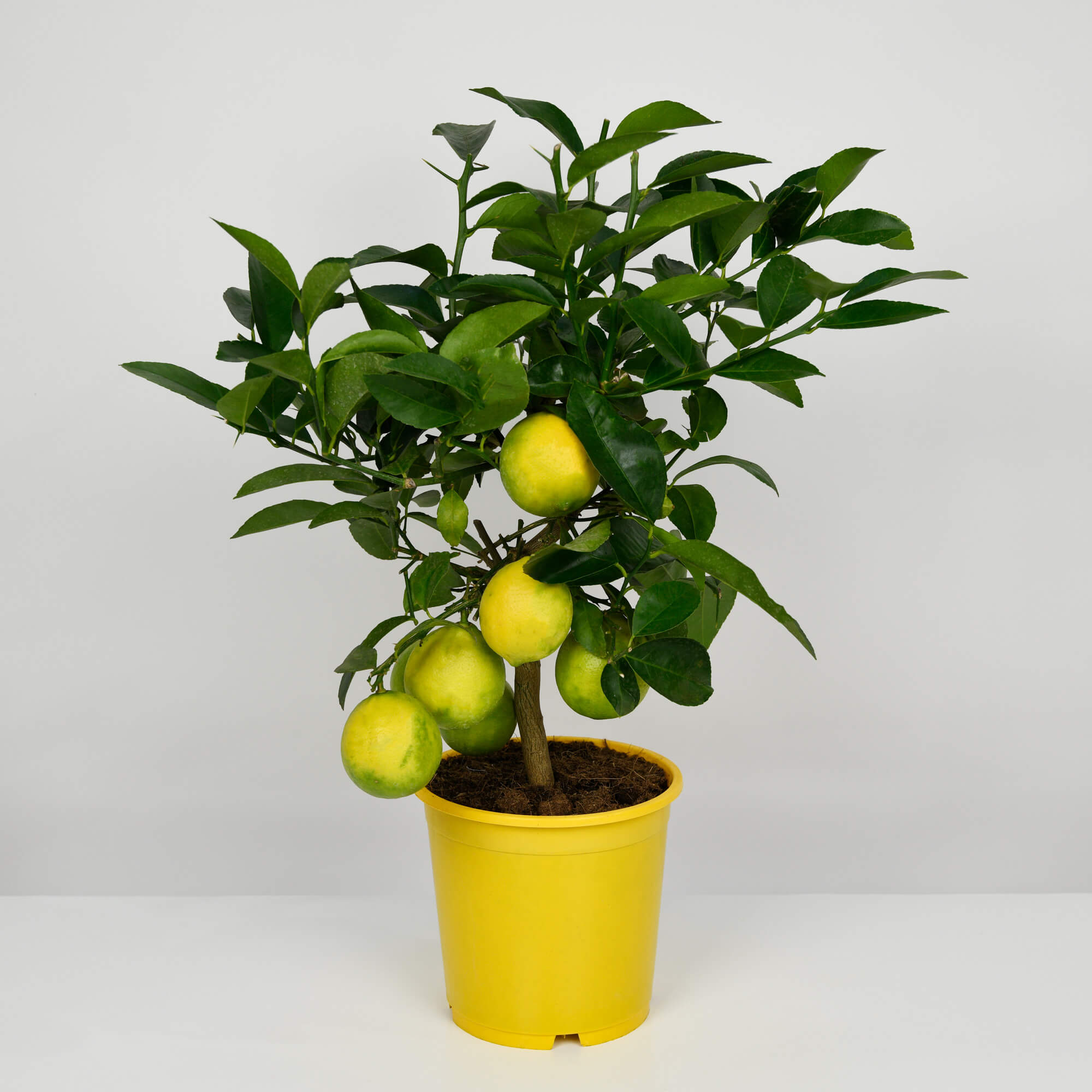 Produse, Lamai, californiaflowers.mom