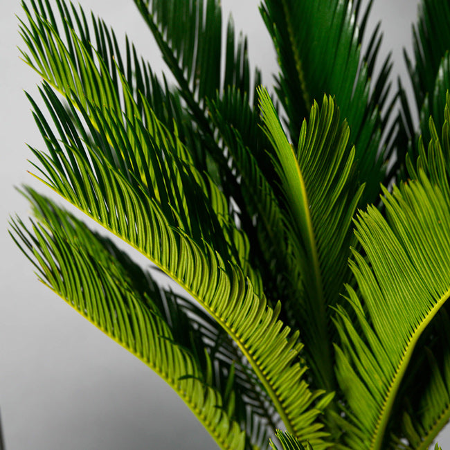 Plante, Cyca Revoluta, californiaflowers.mom