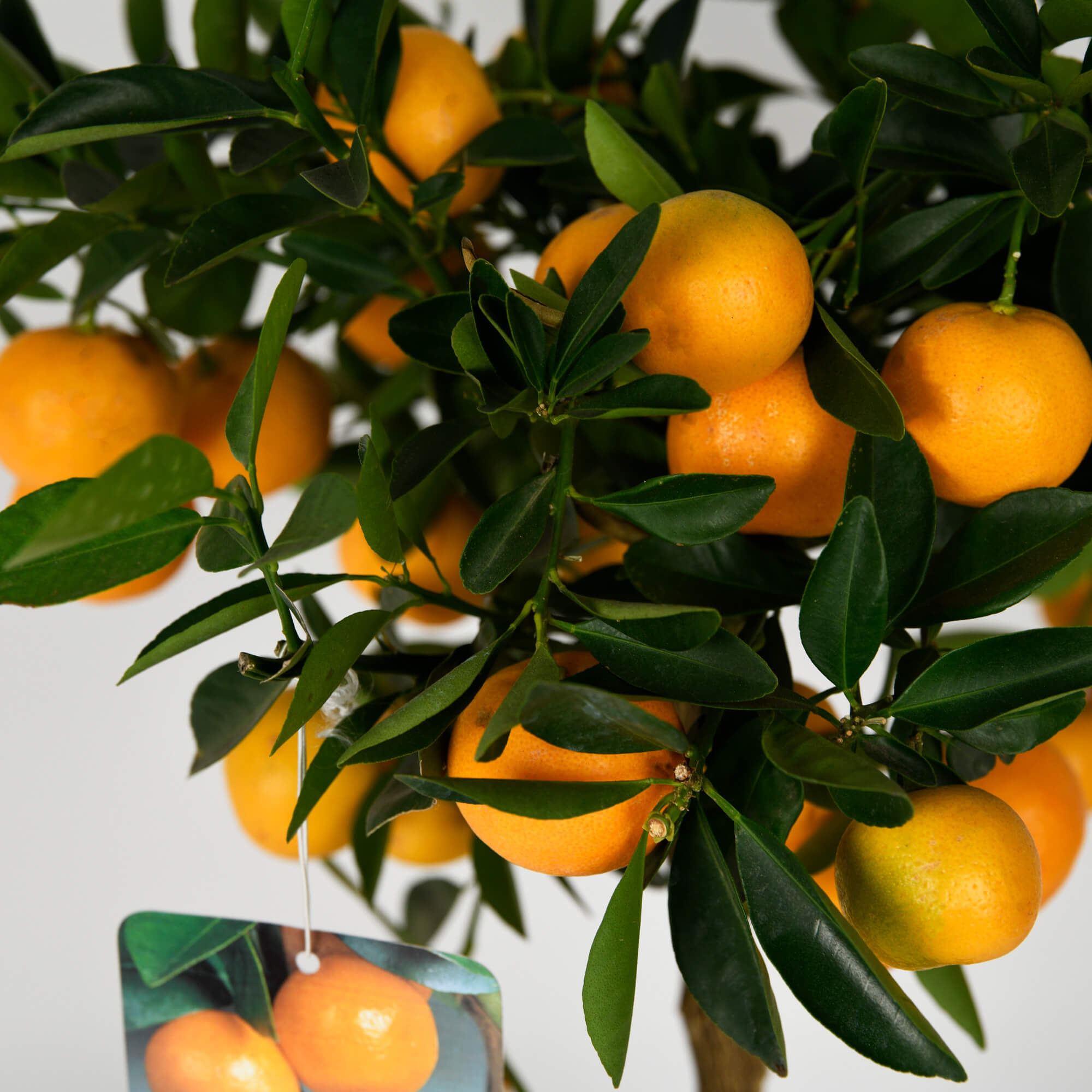 Plante, Calamondin, californiaflowers.mom