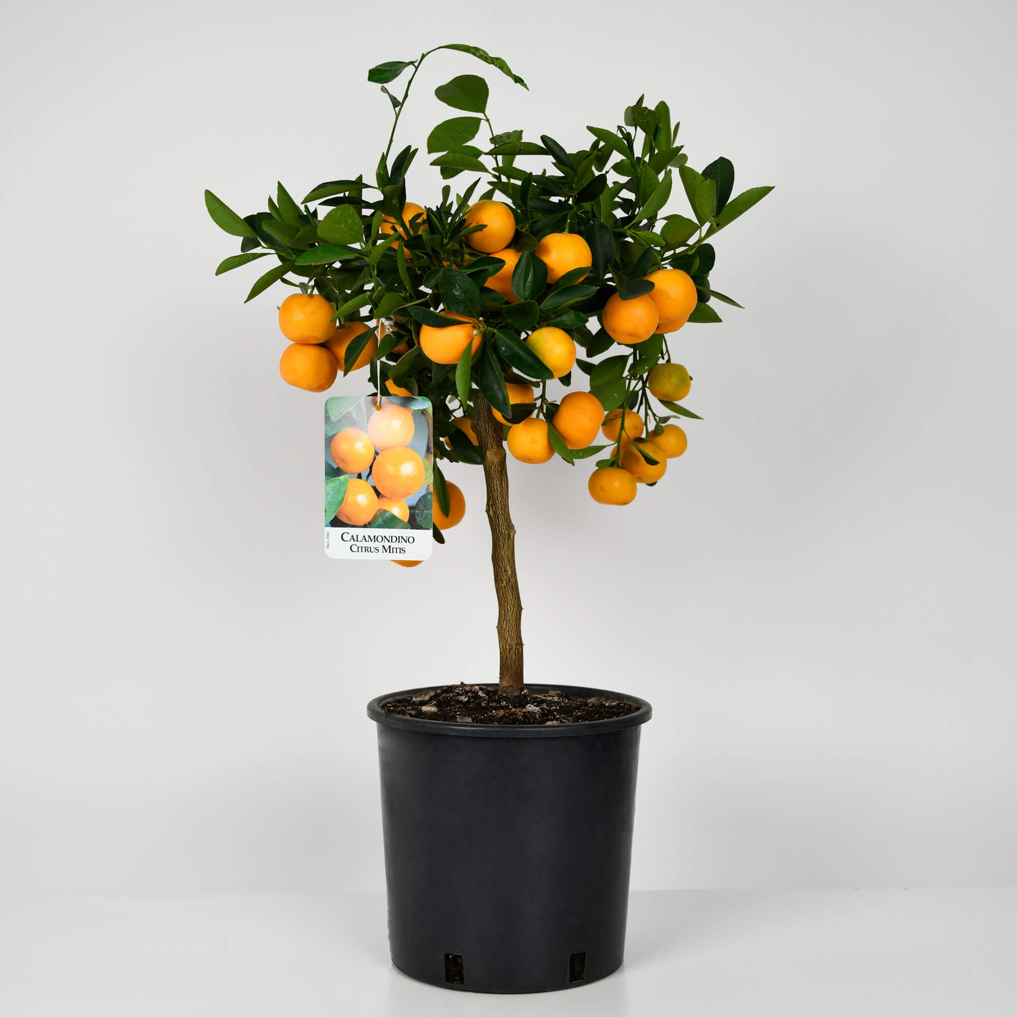 Plante, Calamondin, californiaflowers.mom