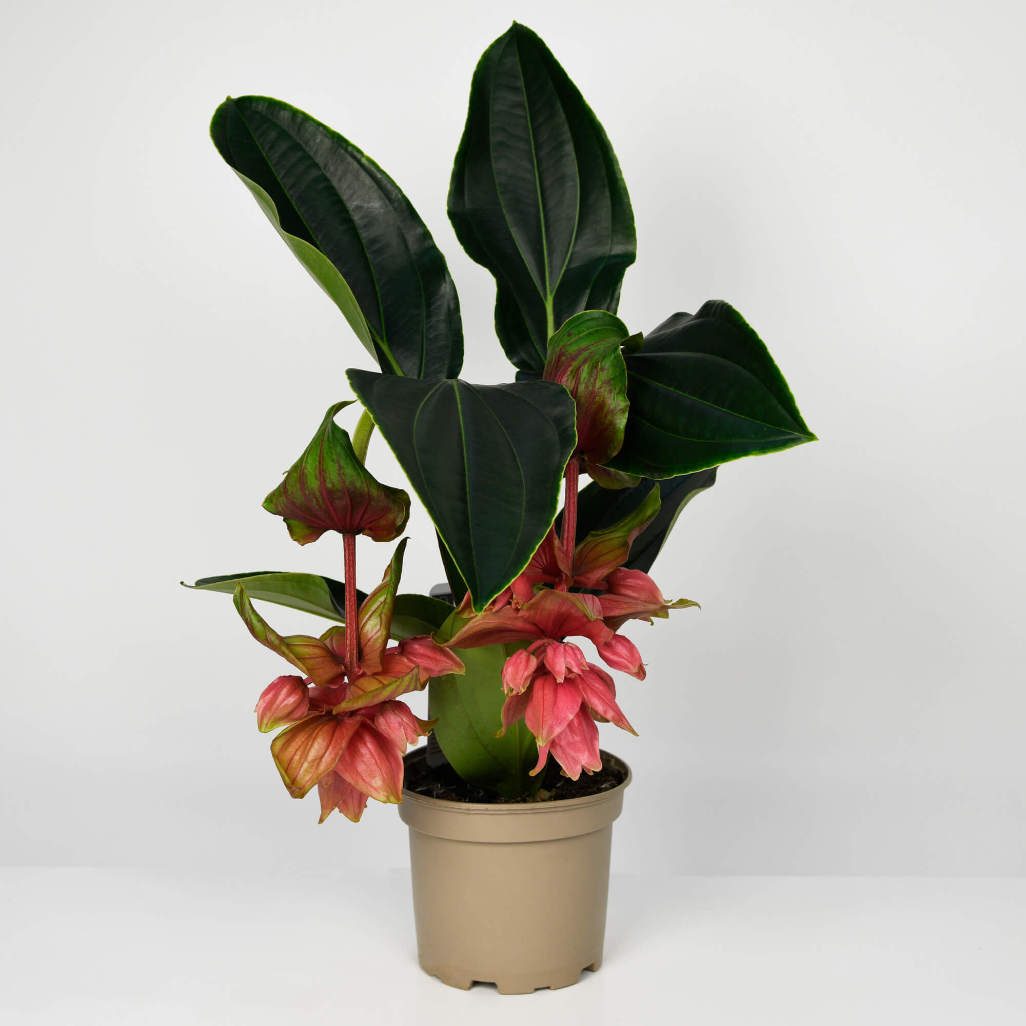 Planta Medinilla, 1, californiaflowers.mom
