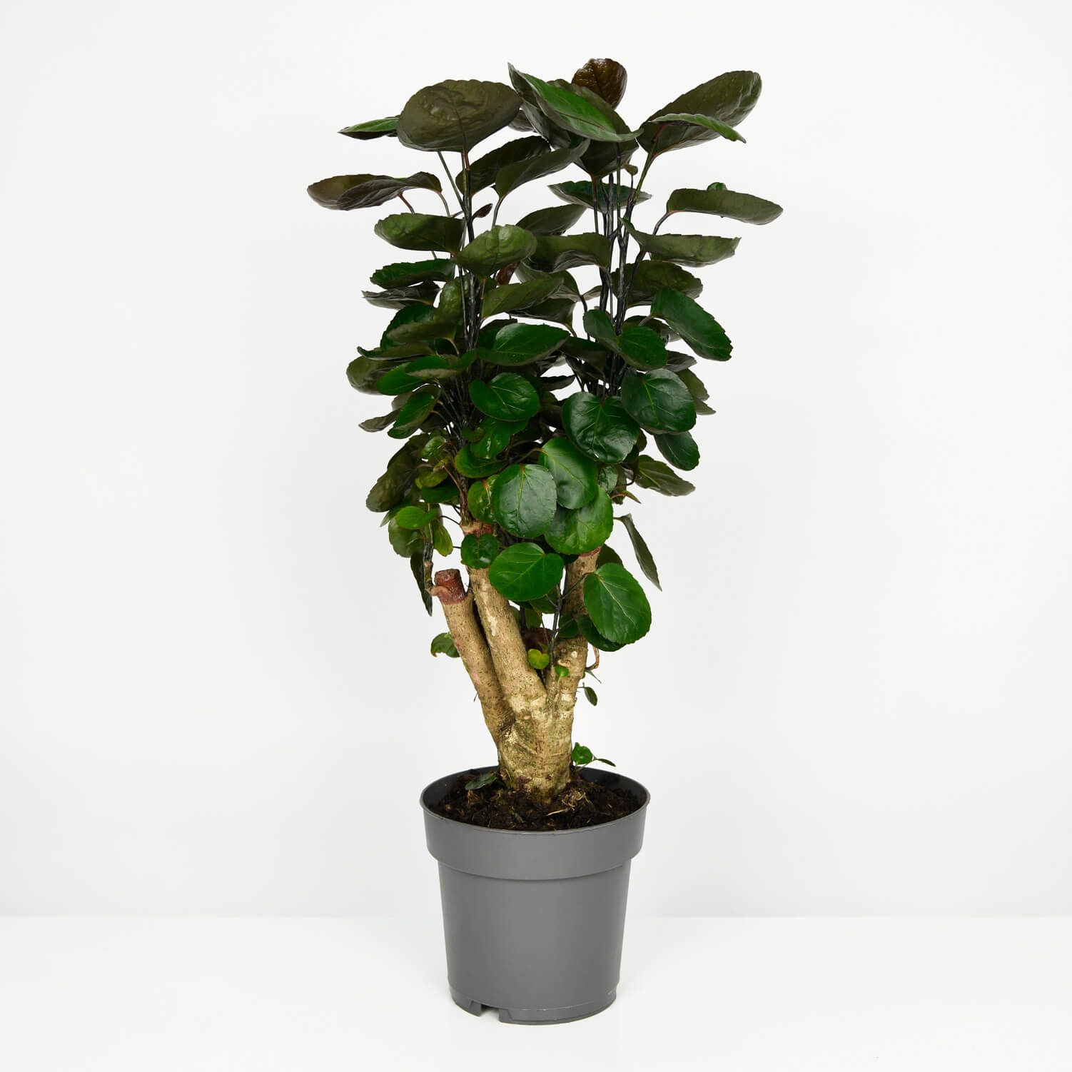Produse, Planta Polyscias Fabian, californiaflowers.mom