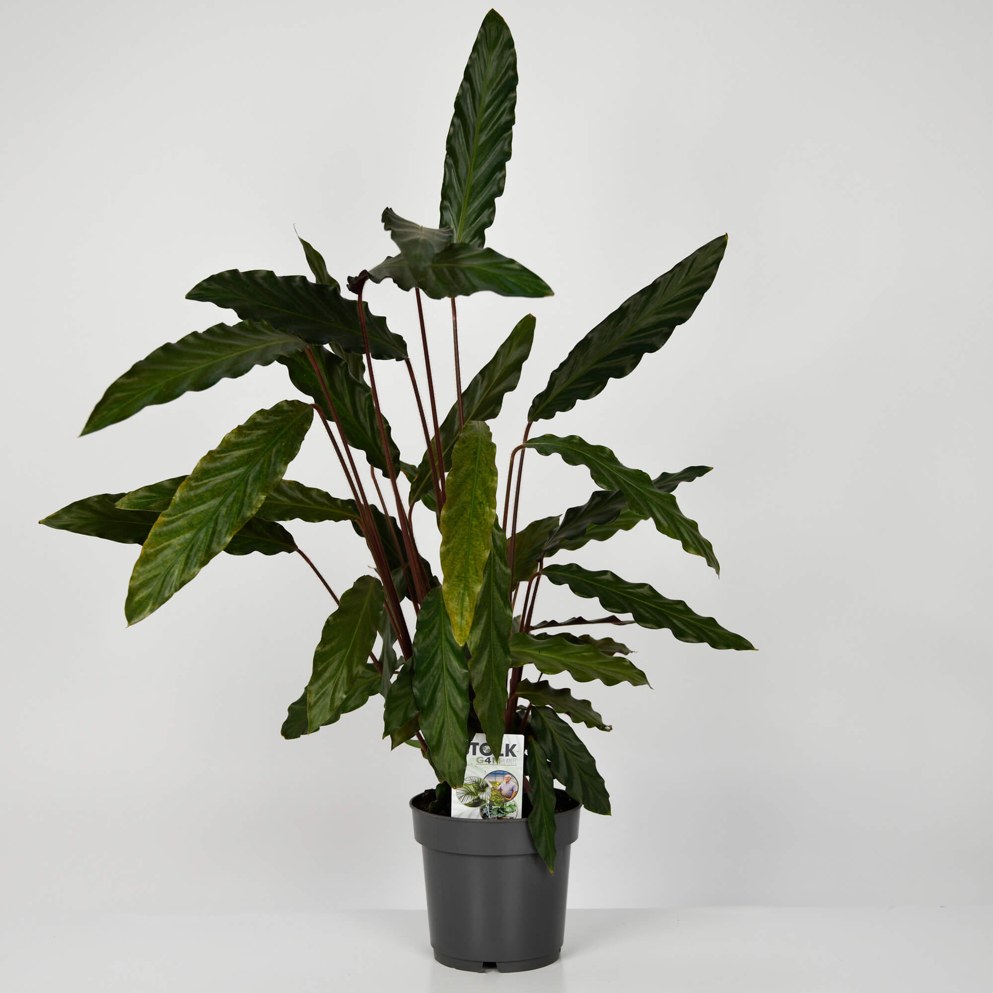 Plante, Planta Calathea, californiaflowers.mom