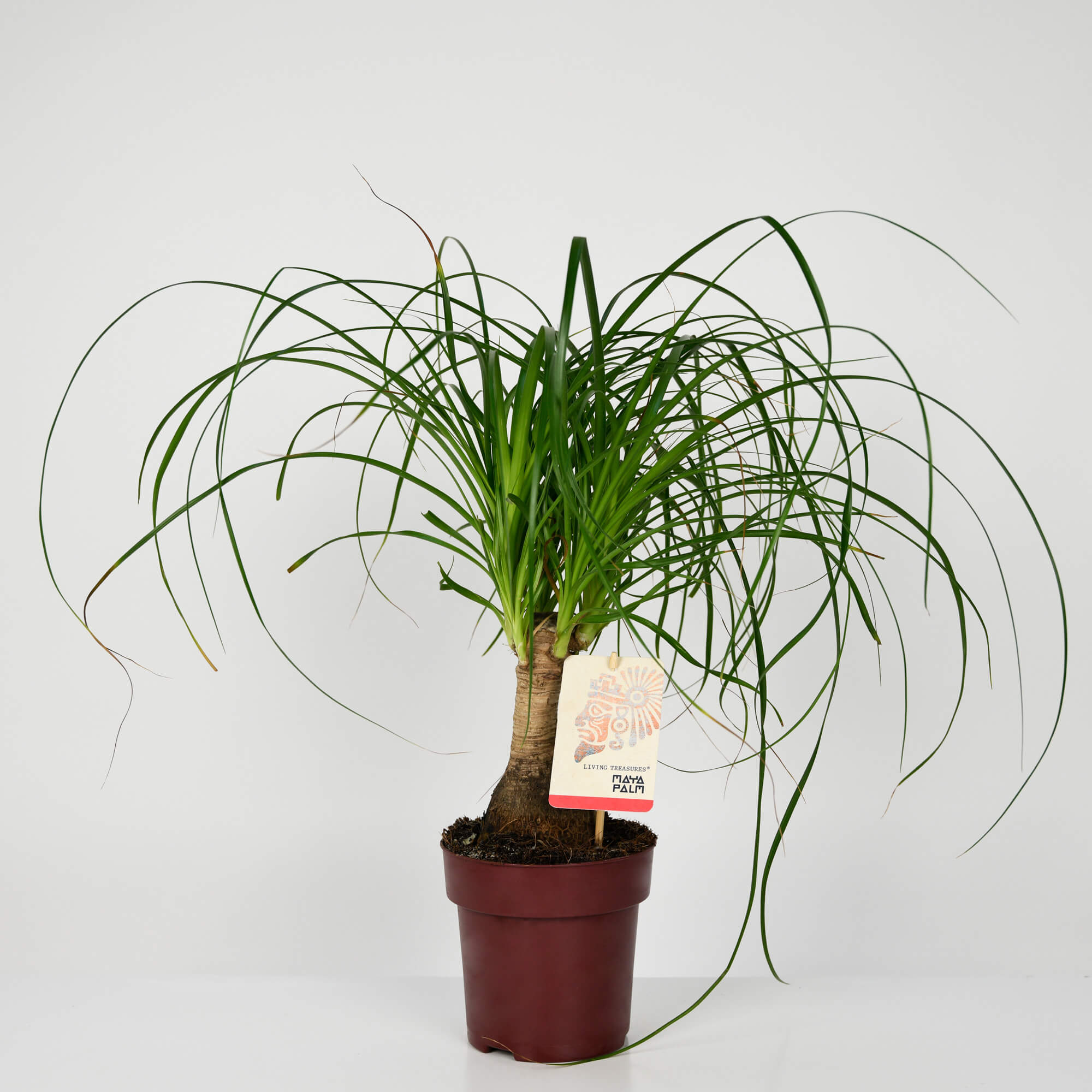 Plante, Planta Nolina, californiaflowers.mom