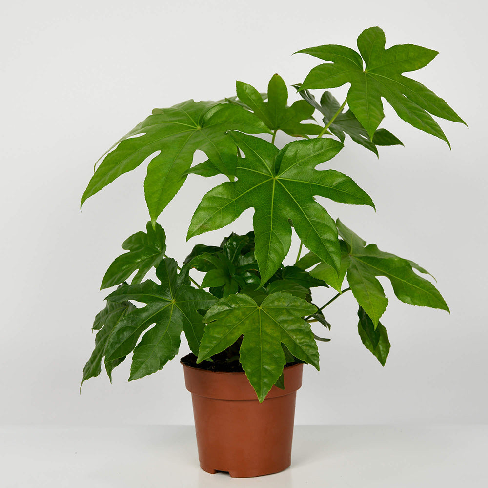 Plante, Planta Aralia, californiaflowers.mom