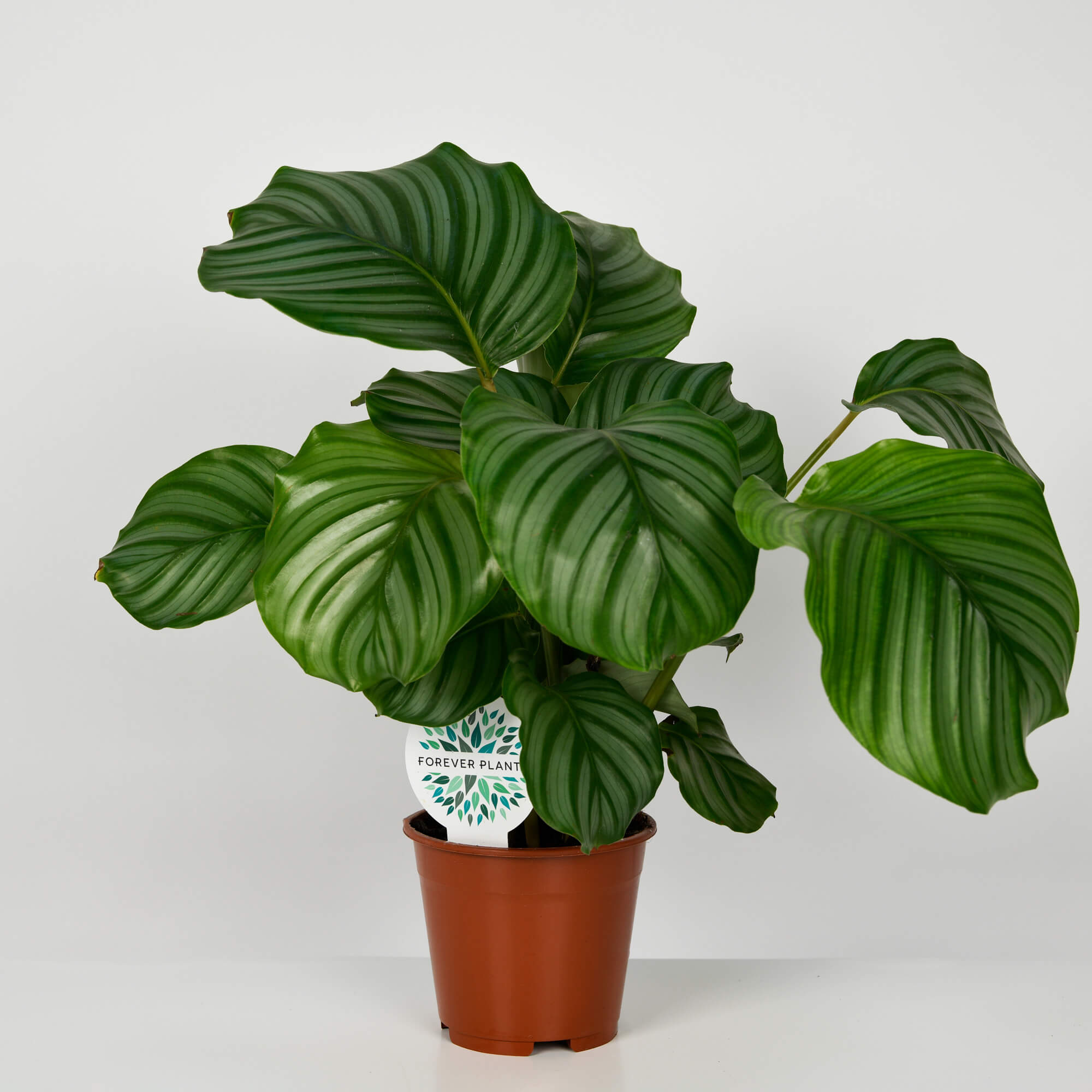 Plante, Planta Calathea Orbifolia, californiaflowers.mom