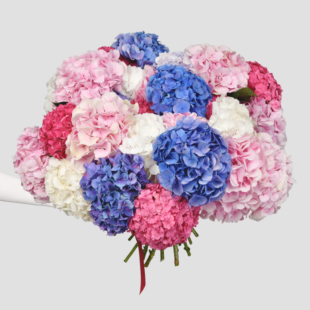 Buchete hortensii - California Flowers, Buchet 27 hortensii multicolore, californiaflowers.mom