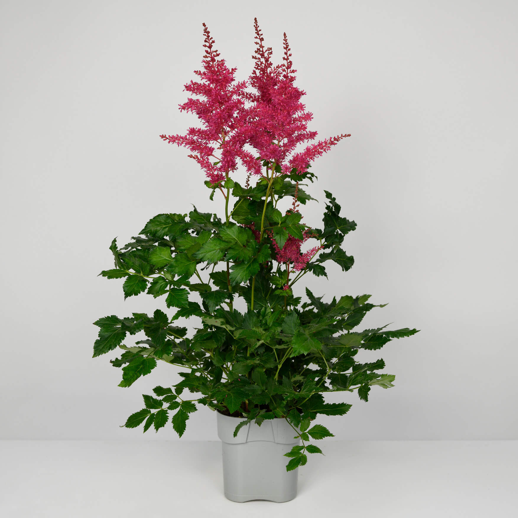 Produse, Planta Astillbe, californiaflowers.mom