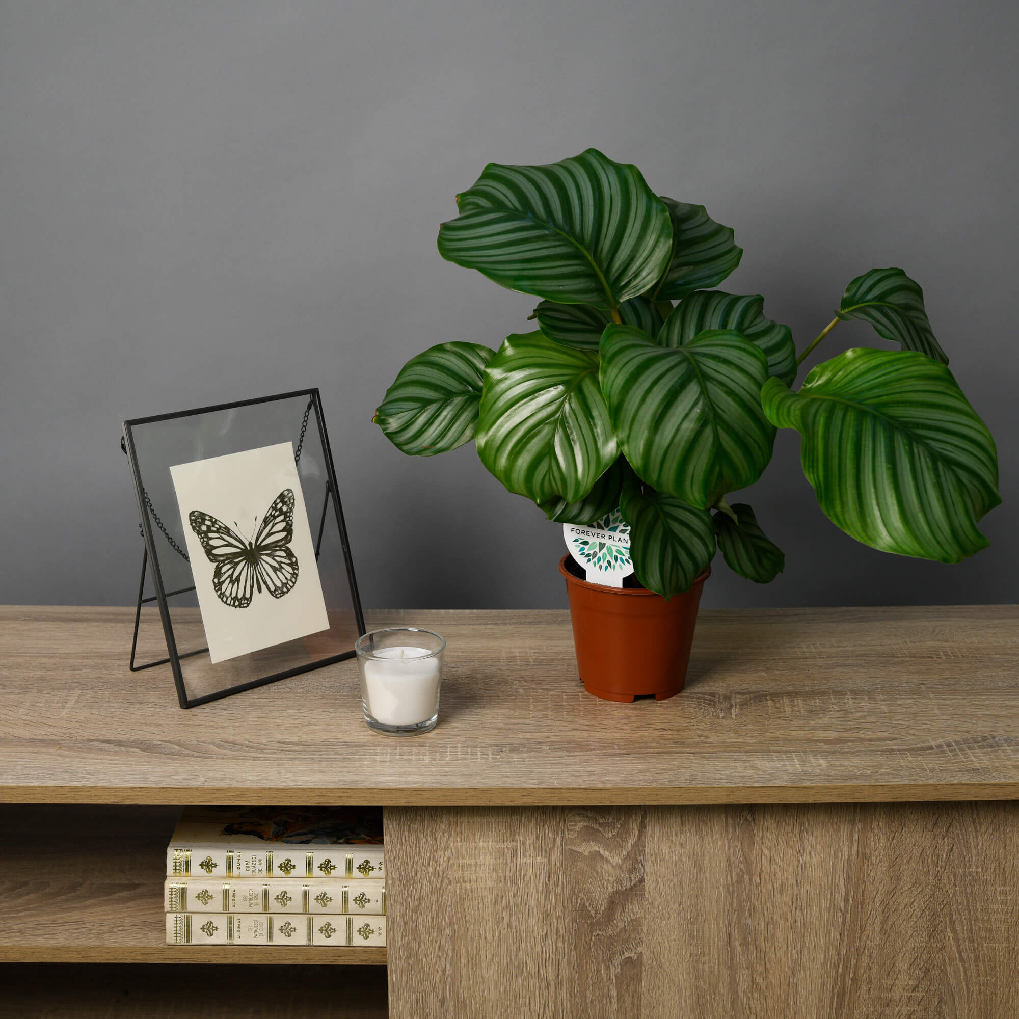 Planta Calathea Orbifolia, 3, californiaflowers.mom