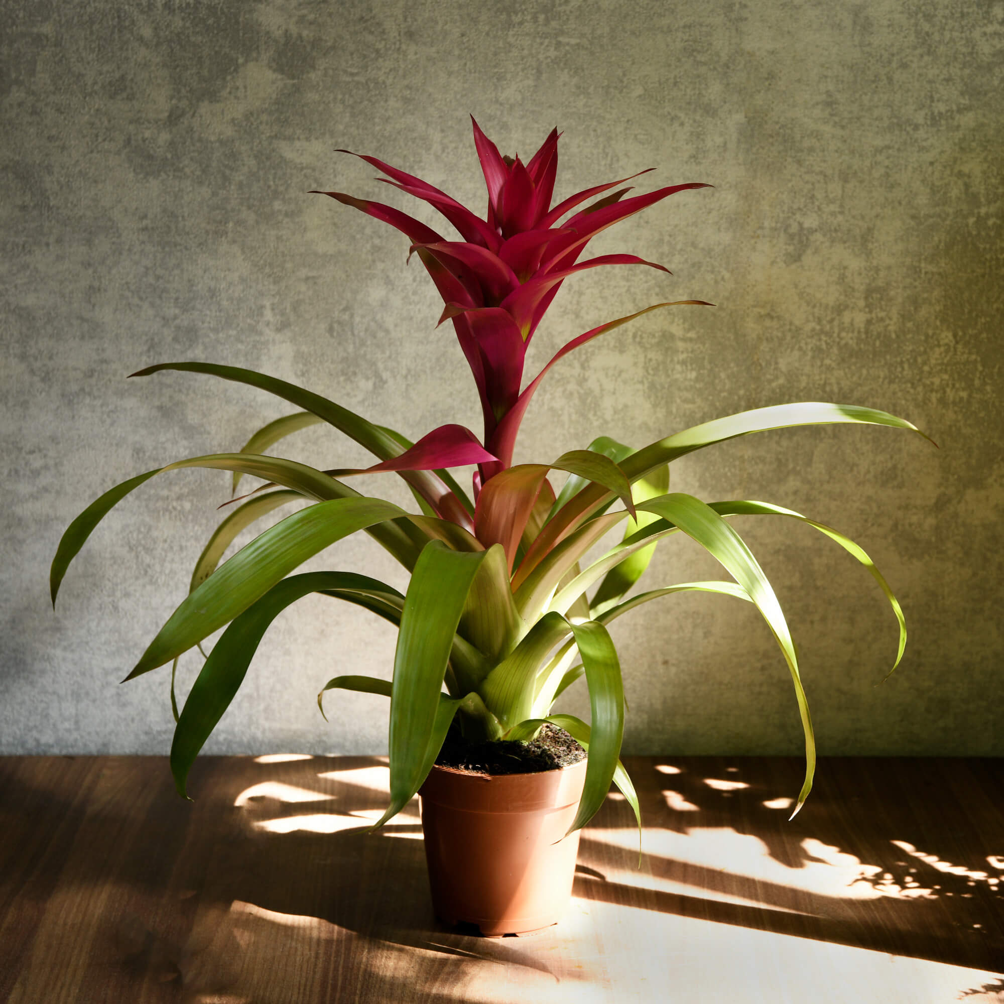 Produse, Planta Guzmania Roz, californiaflowers.mom