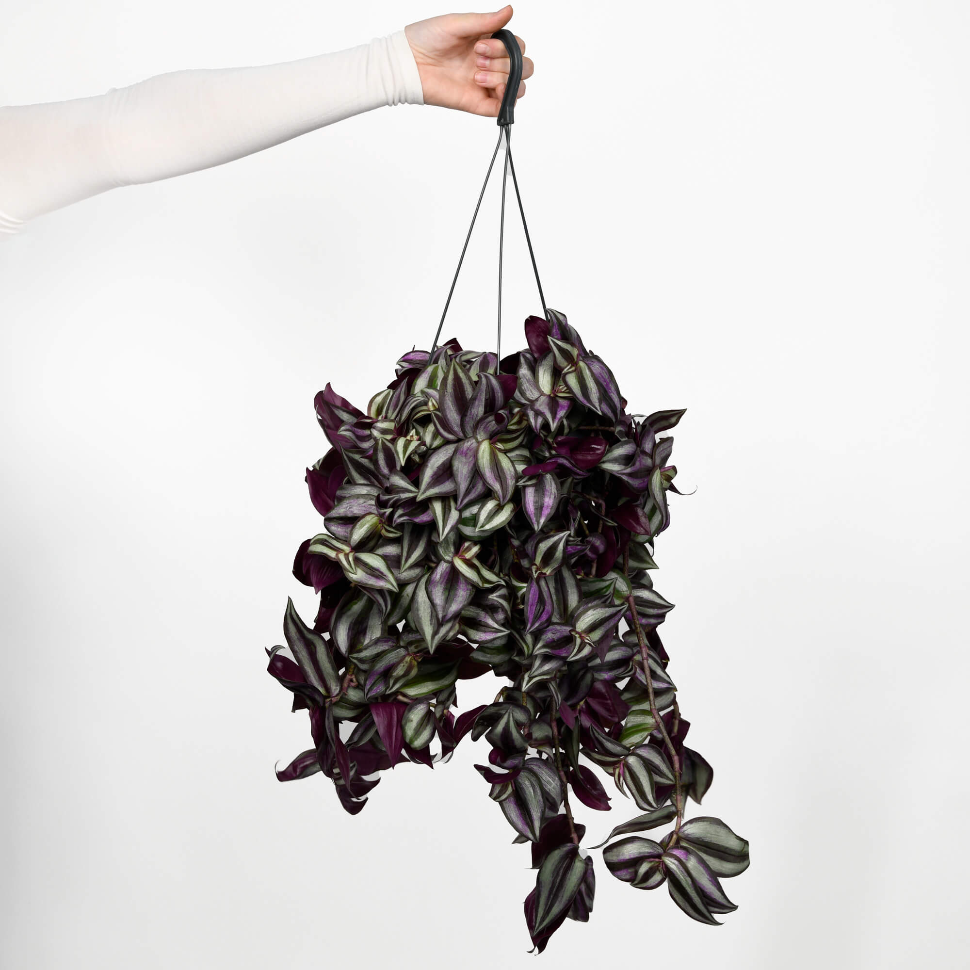 Produse, Planta Tradescantia, californiaflowers.mom