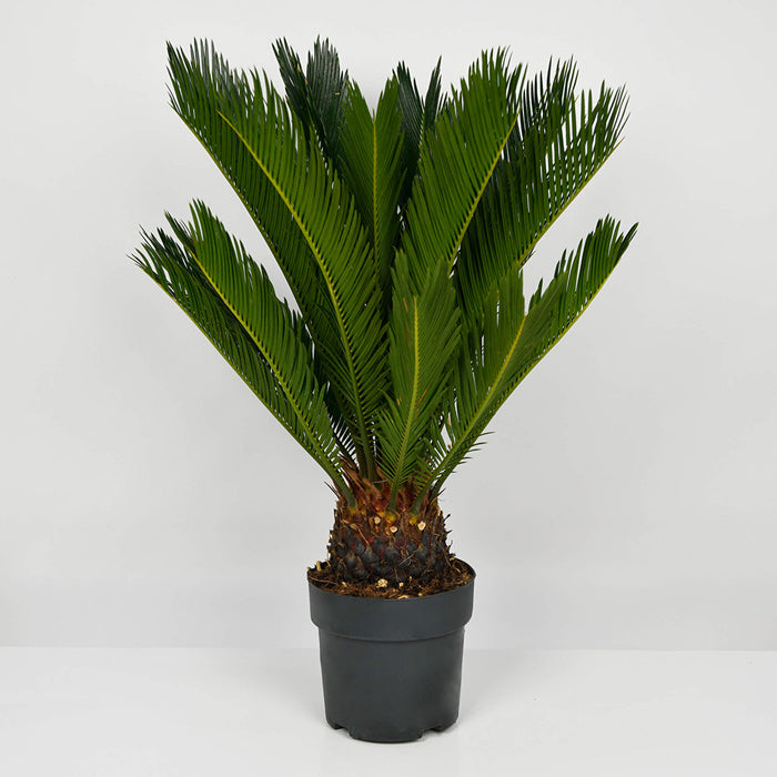 Plante, Cyca Revoluta, californiaflowers.mom