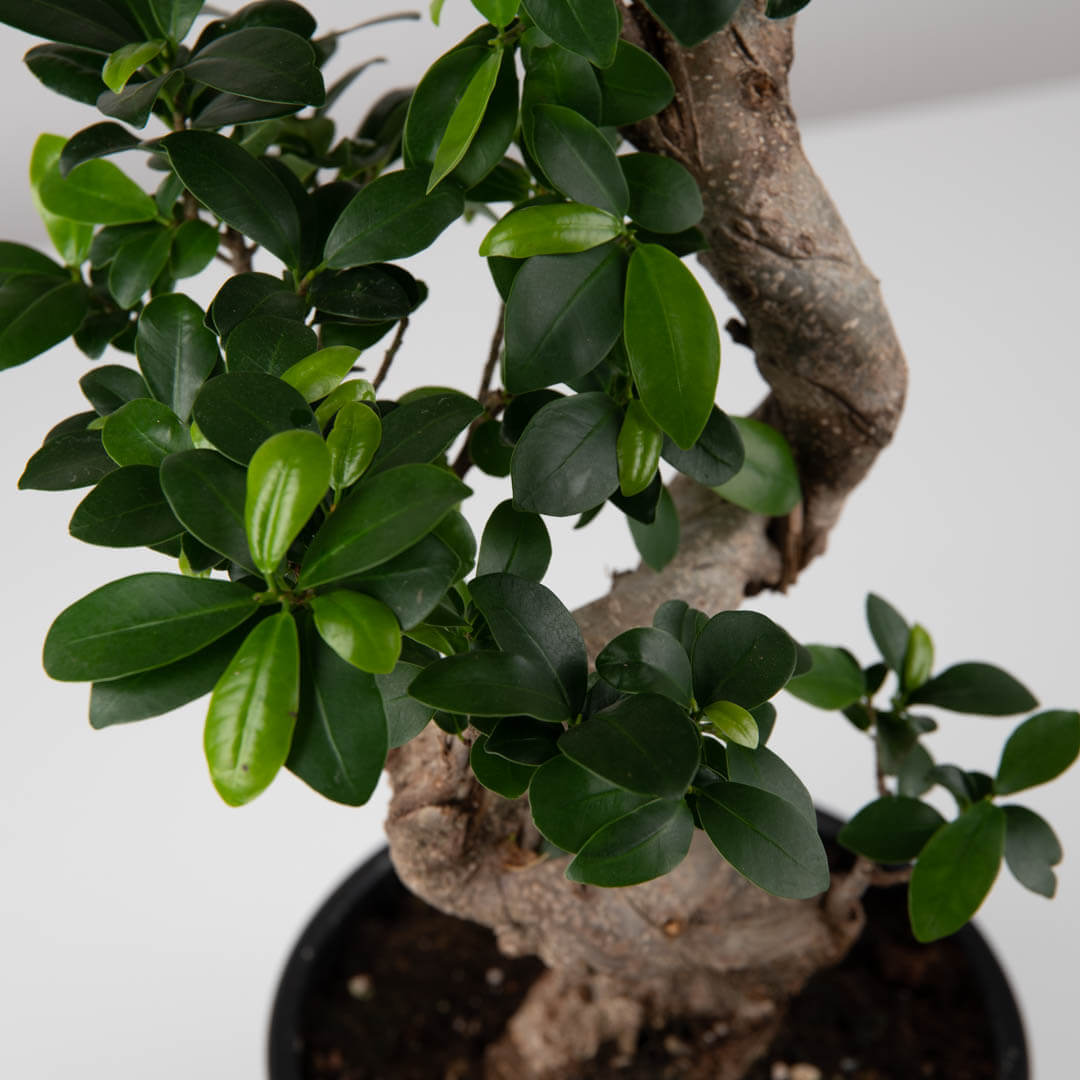 Plante, Bonsai, californiaflowers.mom