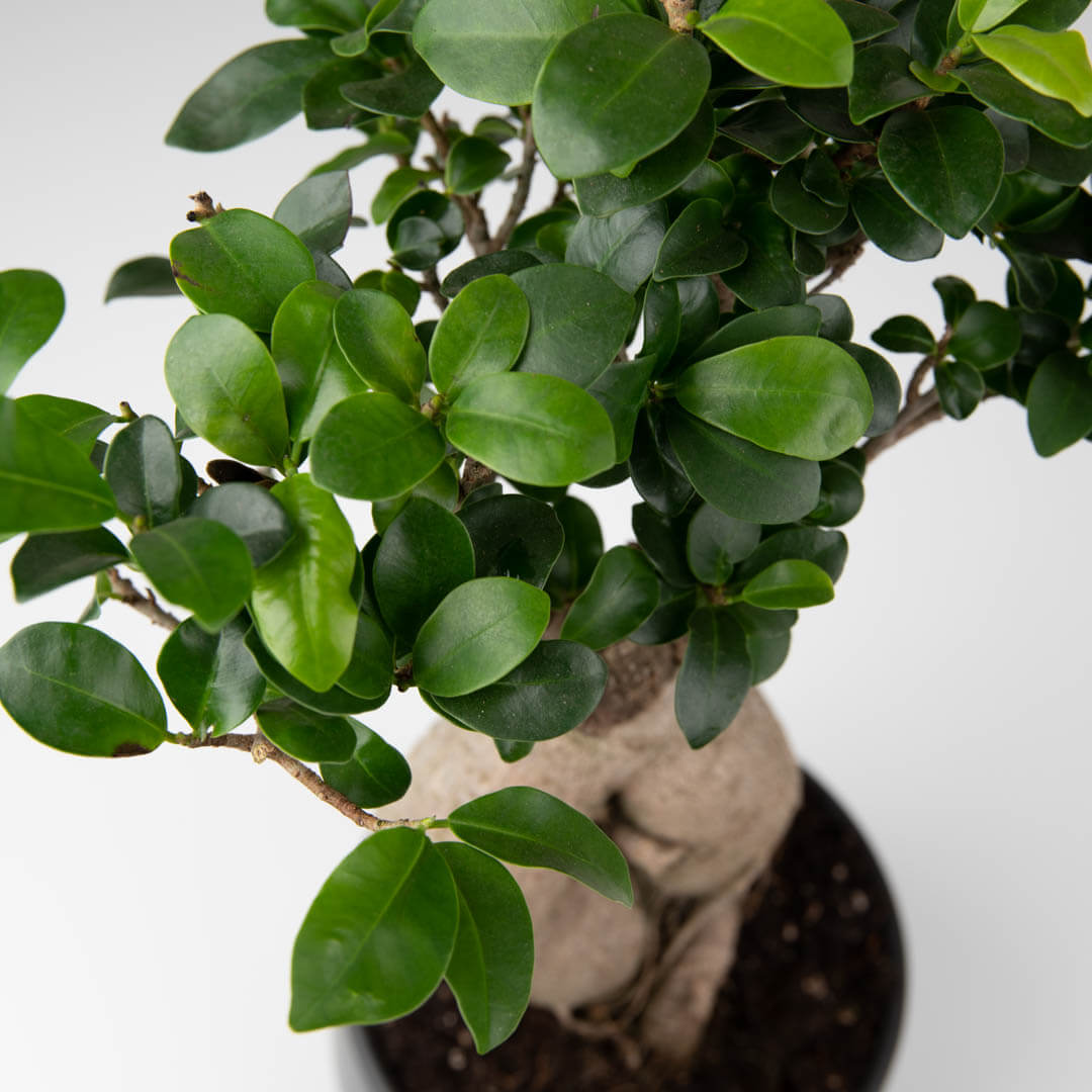 Plante, Bonsai Ficus ginseng, californiaflowers.mom