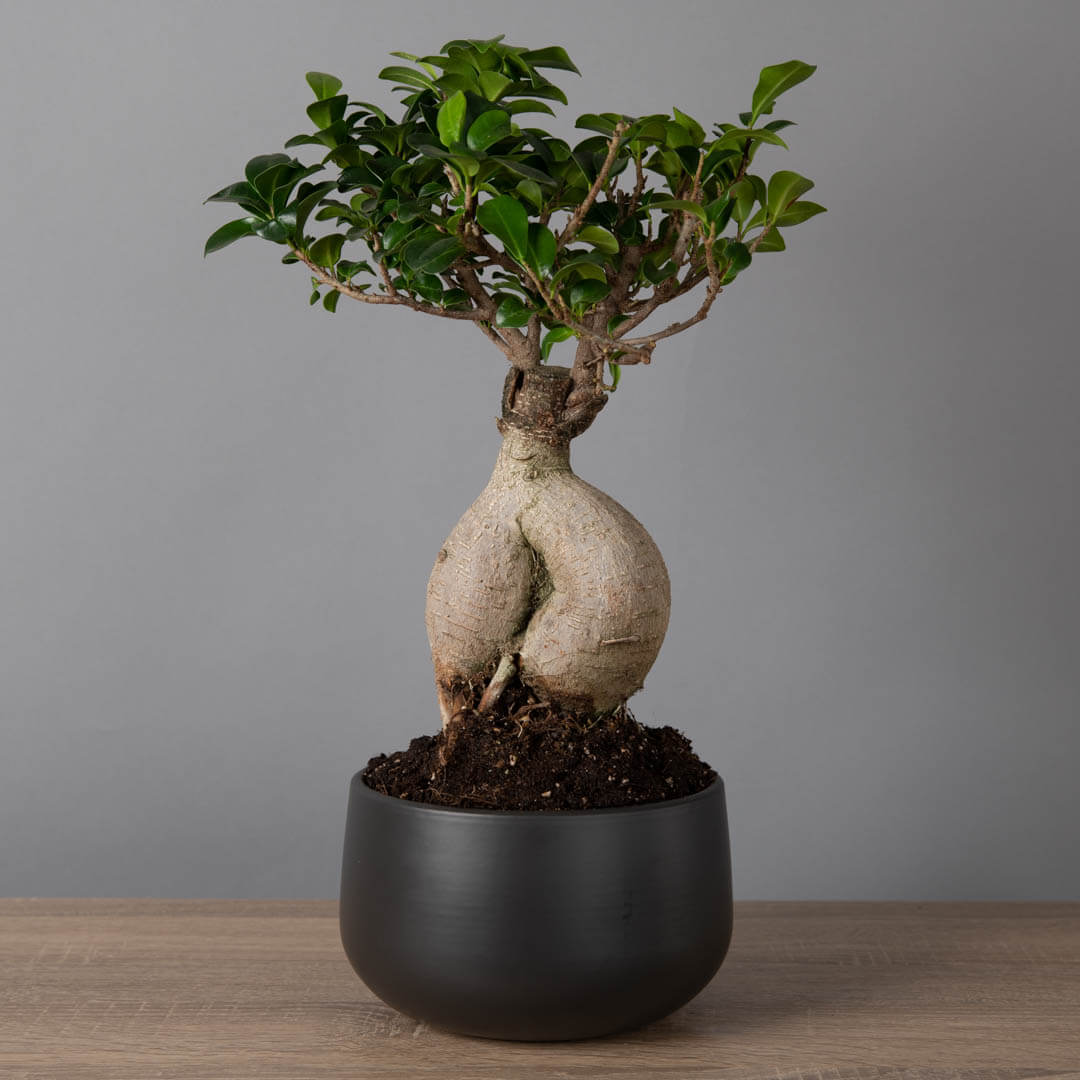 Bonsai Ficus ginseng, 3, californiaflowers.mom
