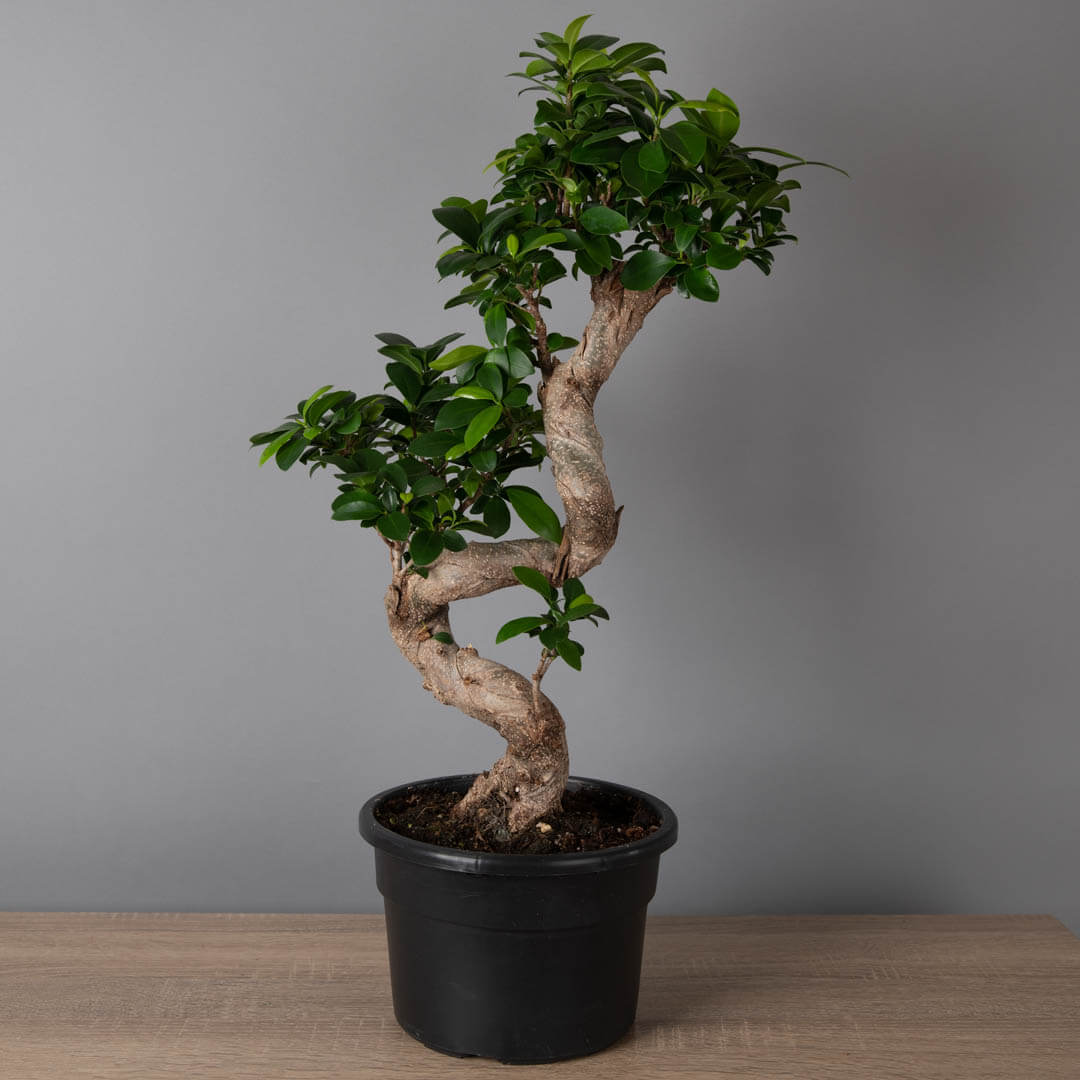 Bonsai, 3, californiaflowers.mom