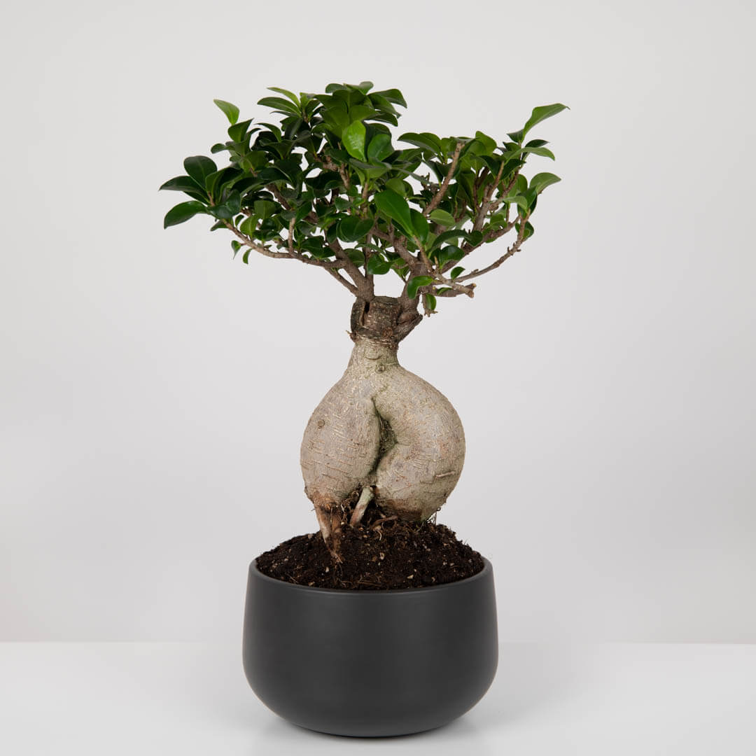 Plante, Bonsai Ficus ginseng, californiaflowers.mom
