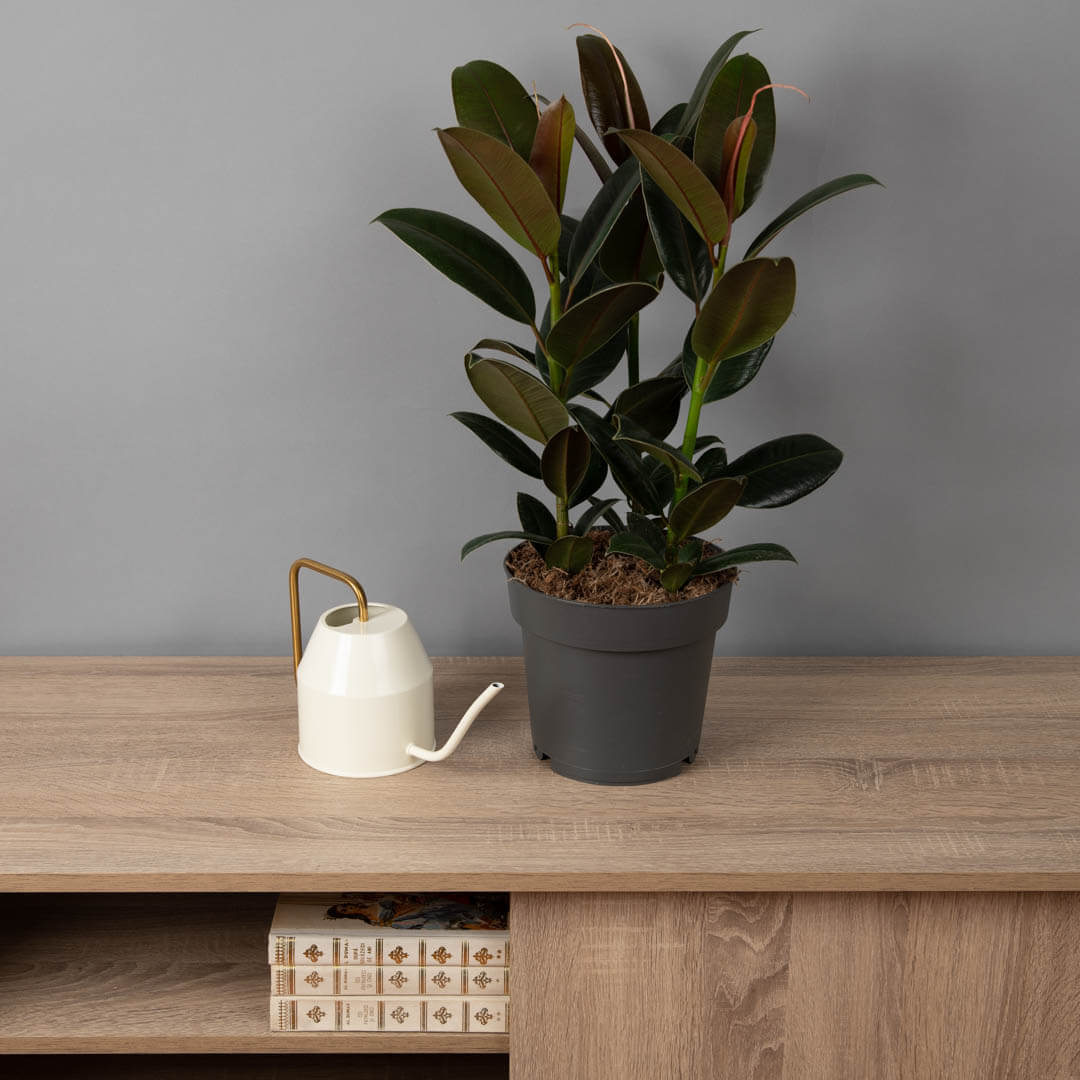 Ficus Elastica Melany, 3, californiaflowers.mom