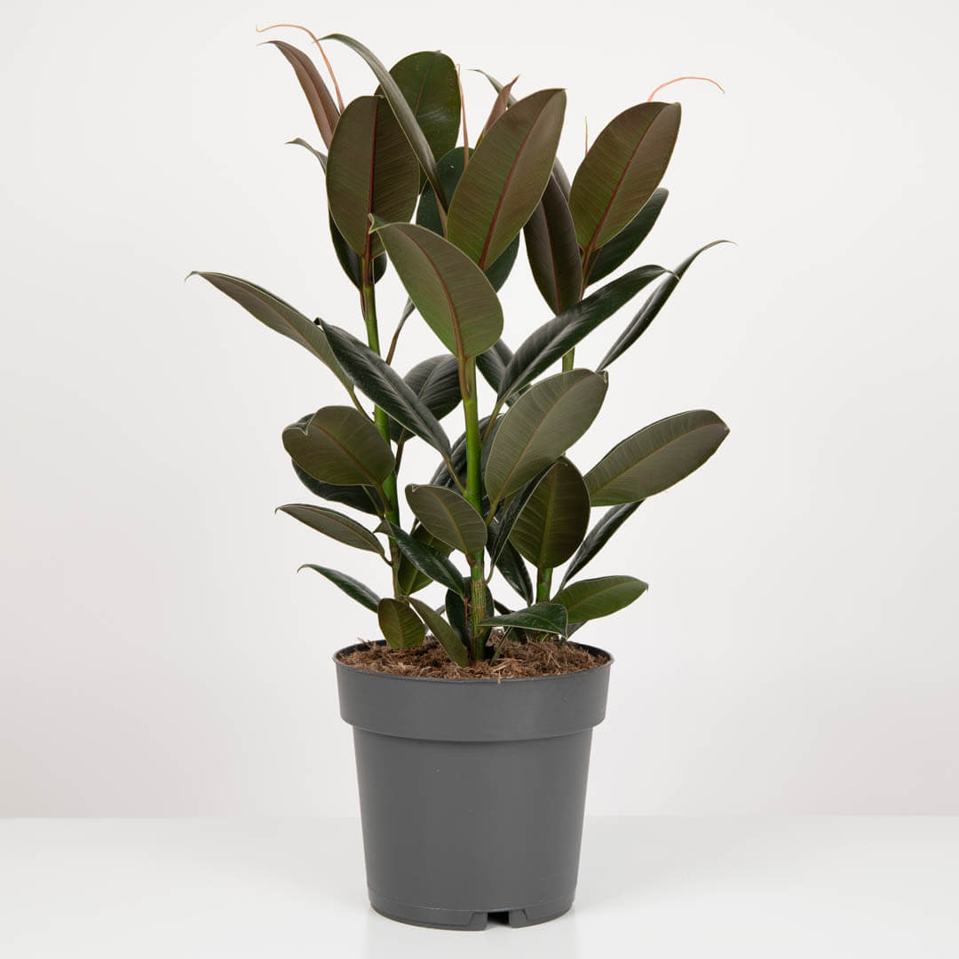 Plante, Ficus Elastica Melany, californiaflowers.mom