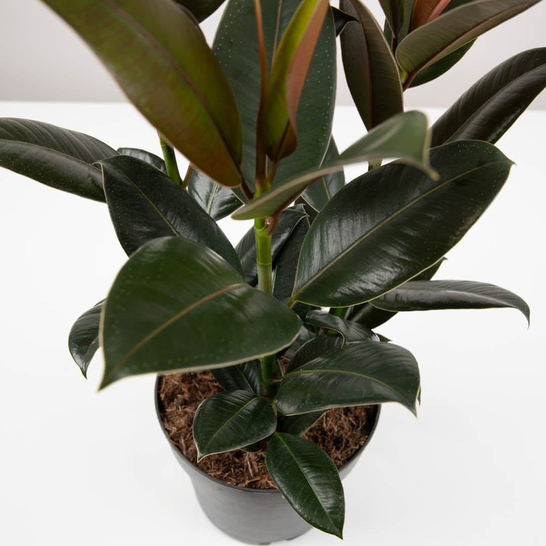 Plante, Ficus Elastica Melany, californiaflowers.mom