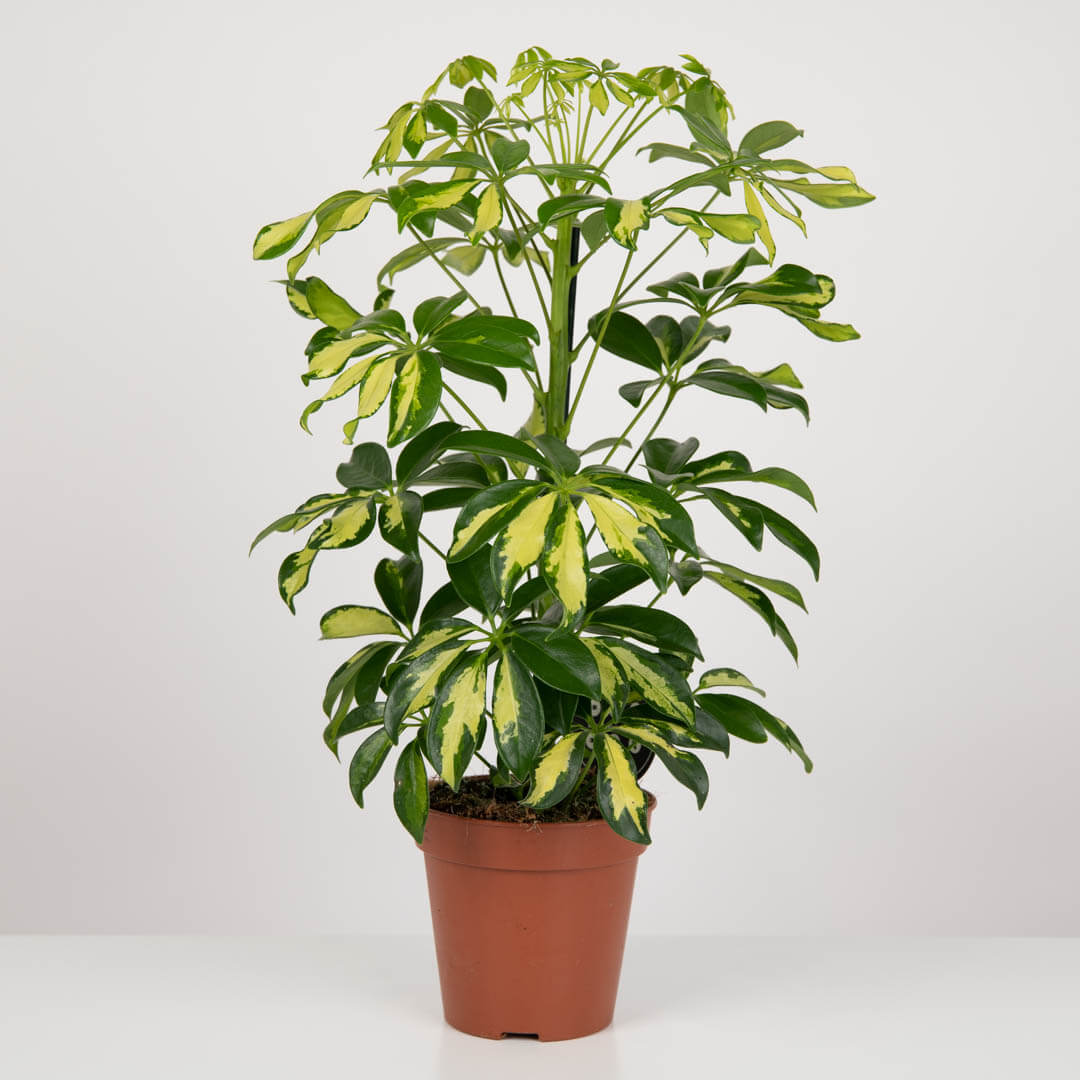 Plante, Planta Schefflera Bicolora, californiaflowers.mom