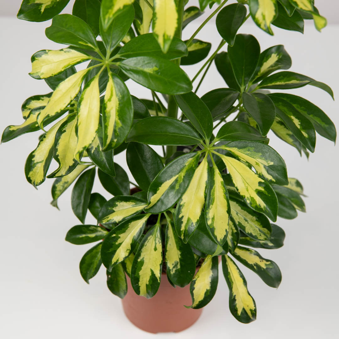 Plante, Planta Schefflera Bicolora, californiaflowers.mom
