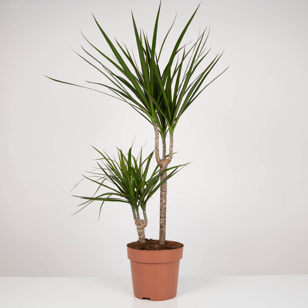 Plante, Planta Dracaena Marginata, californiaflowers.mom