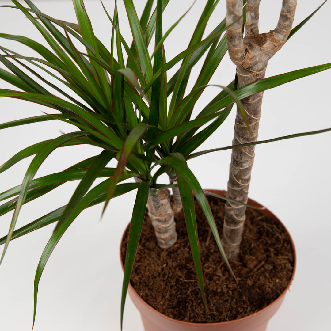 Plante, Planta Dracaena Marginata, californiaflowers.mom